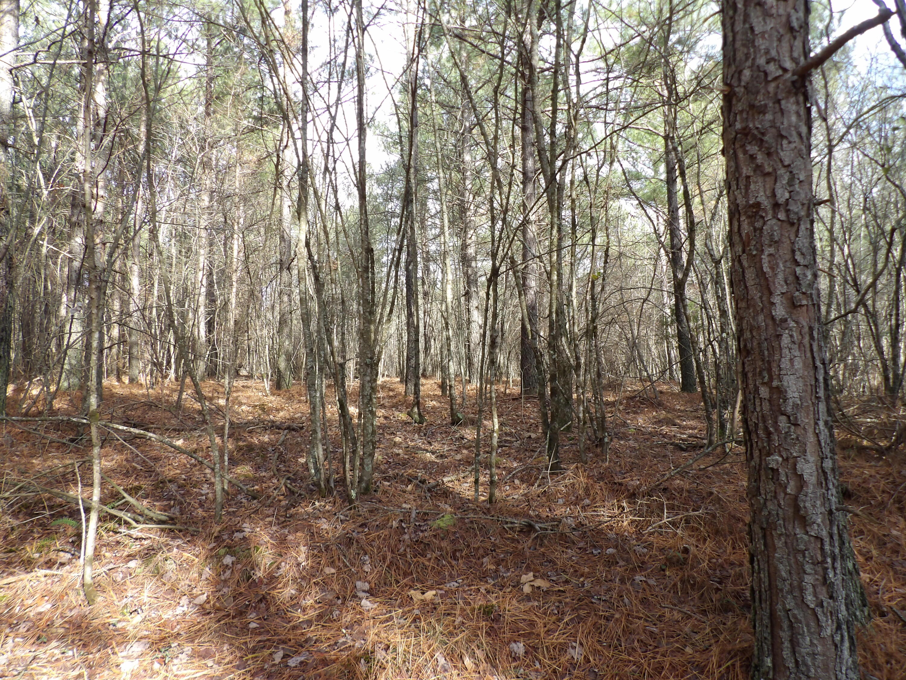 340 Randell Harris Road Pikeville, TN 37367 - Photo 15 of 36 100_2147 - Copy - Copy