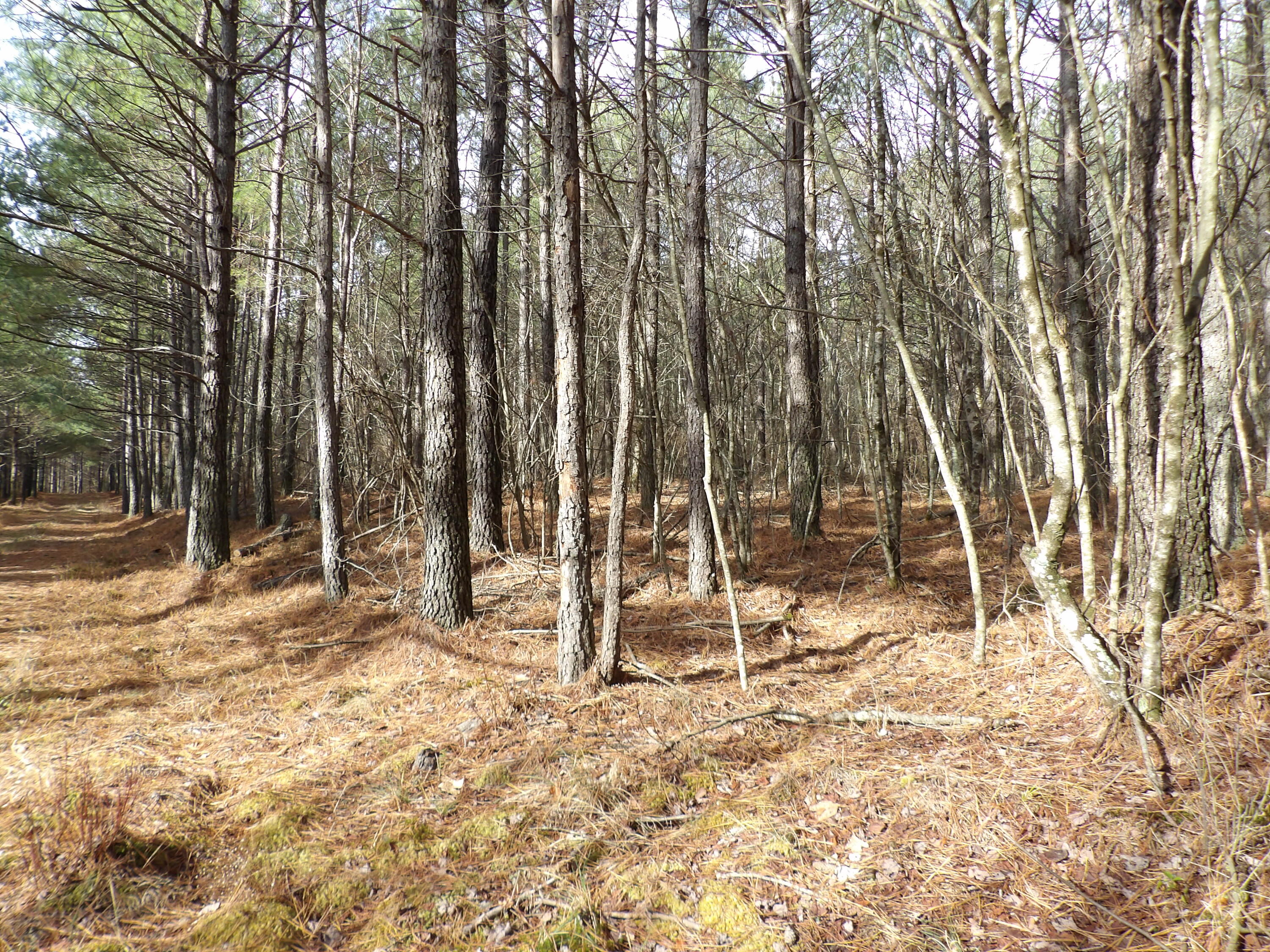 340 Randell Harris Road Pikeville, TN 37367 - Photo 16 of 36 100_2148 - Copy - Copy