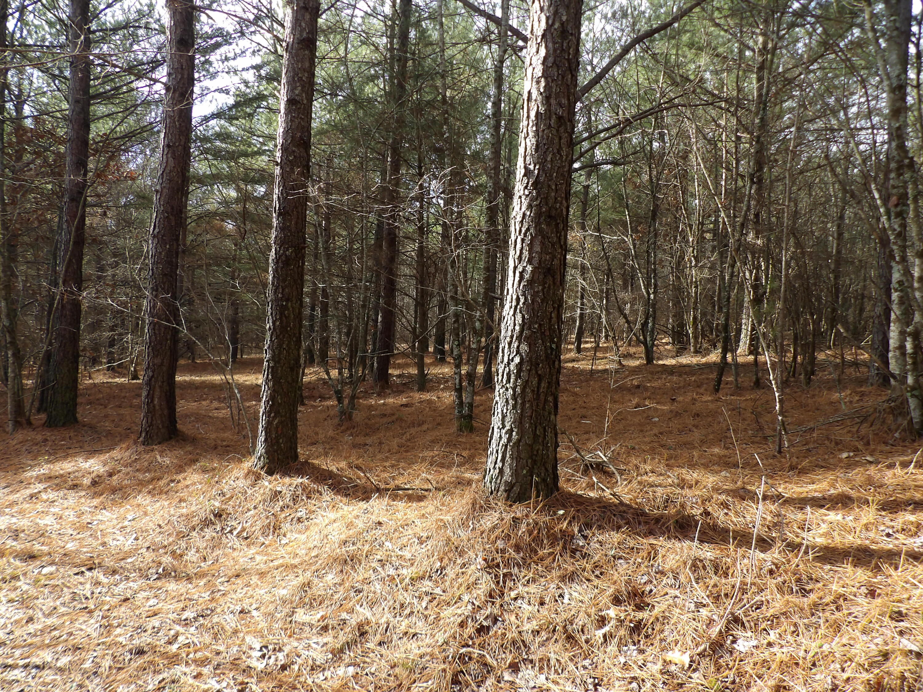 340 Randell Harris Road Pikeville, TN 37367 - Photo 17 of 36 100_2149 - Copy - Copy