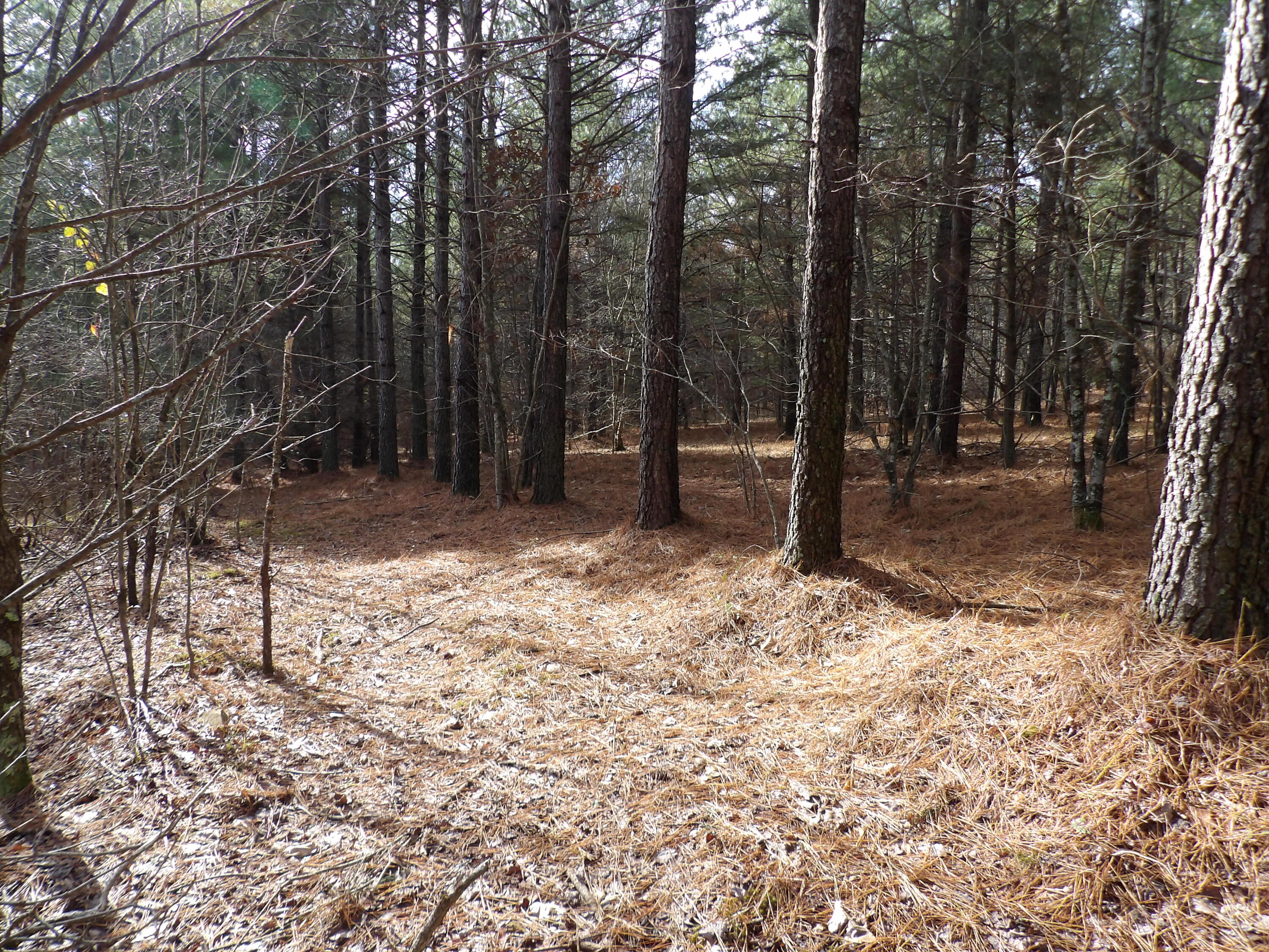 340 Randell Harris Road Pikeville, TN 37367 - Photo 18 of 36 100_2150 - Copy - Copy