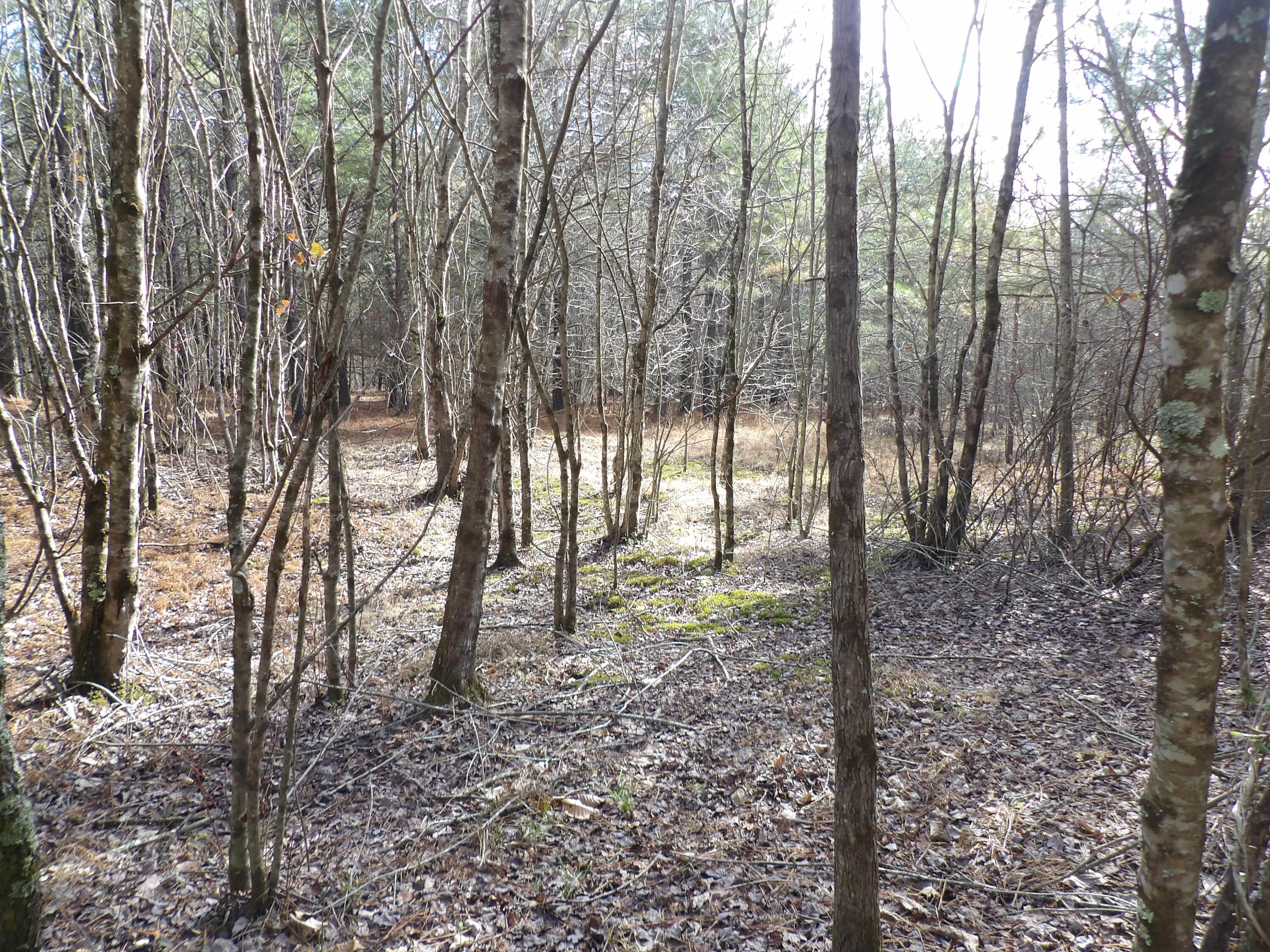 340 Randell Harris Road Pikeville, TN 37367 - Photo 19 of 36 100_2151 - Copy - Copy