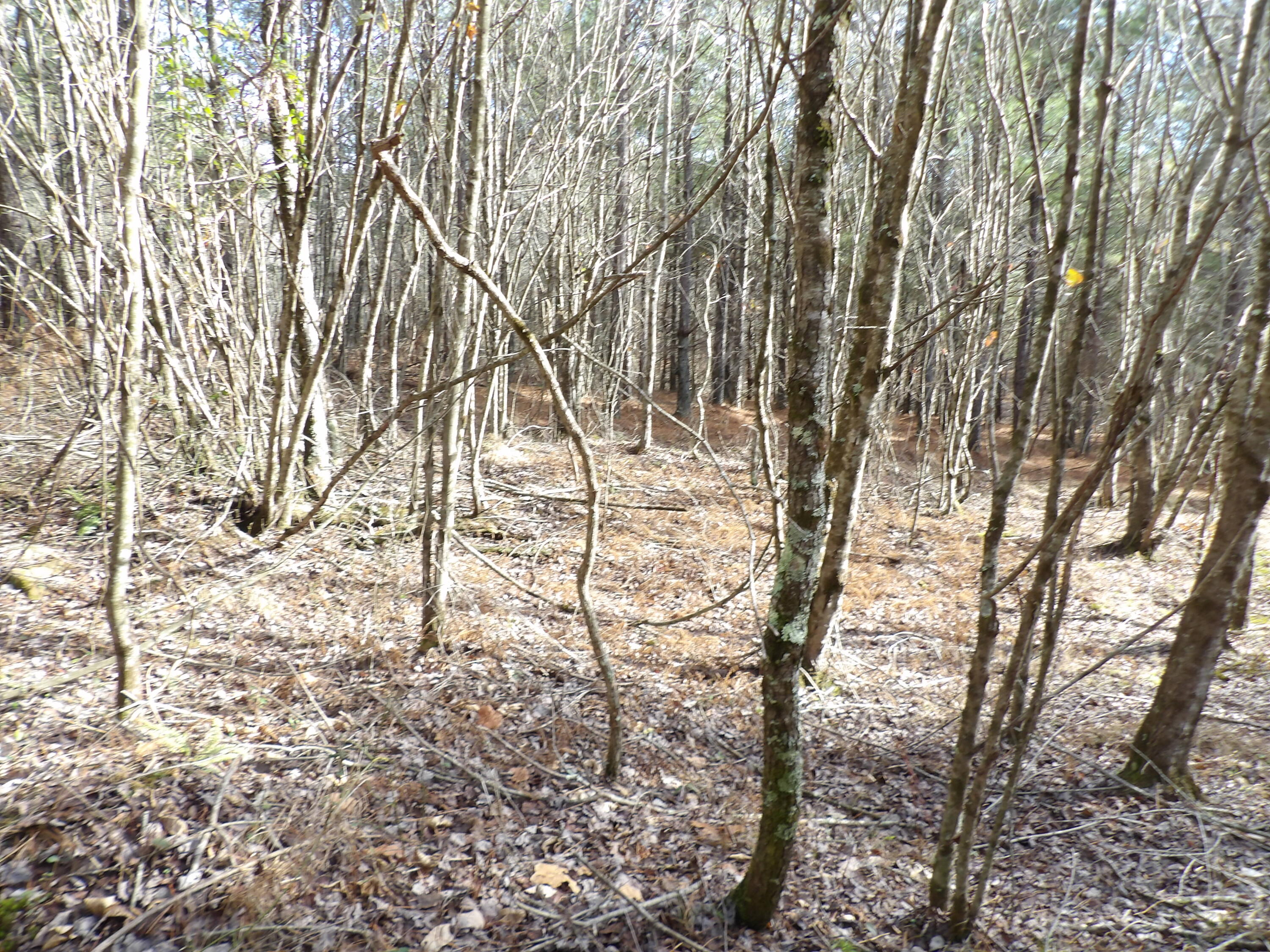 340 Randell Harris Road Pikeville, TN 37367 - Photo 20 of 36 100_2152 - Copy - Copy