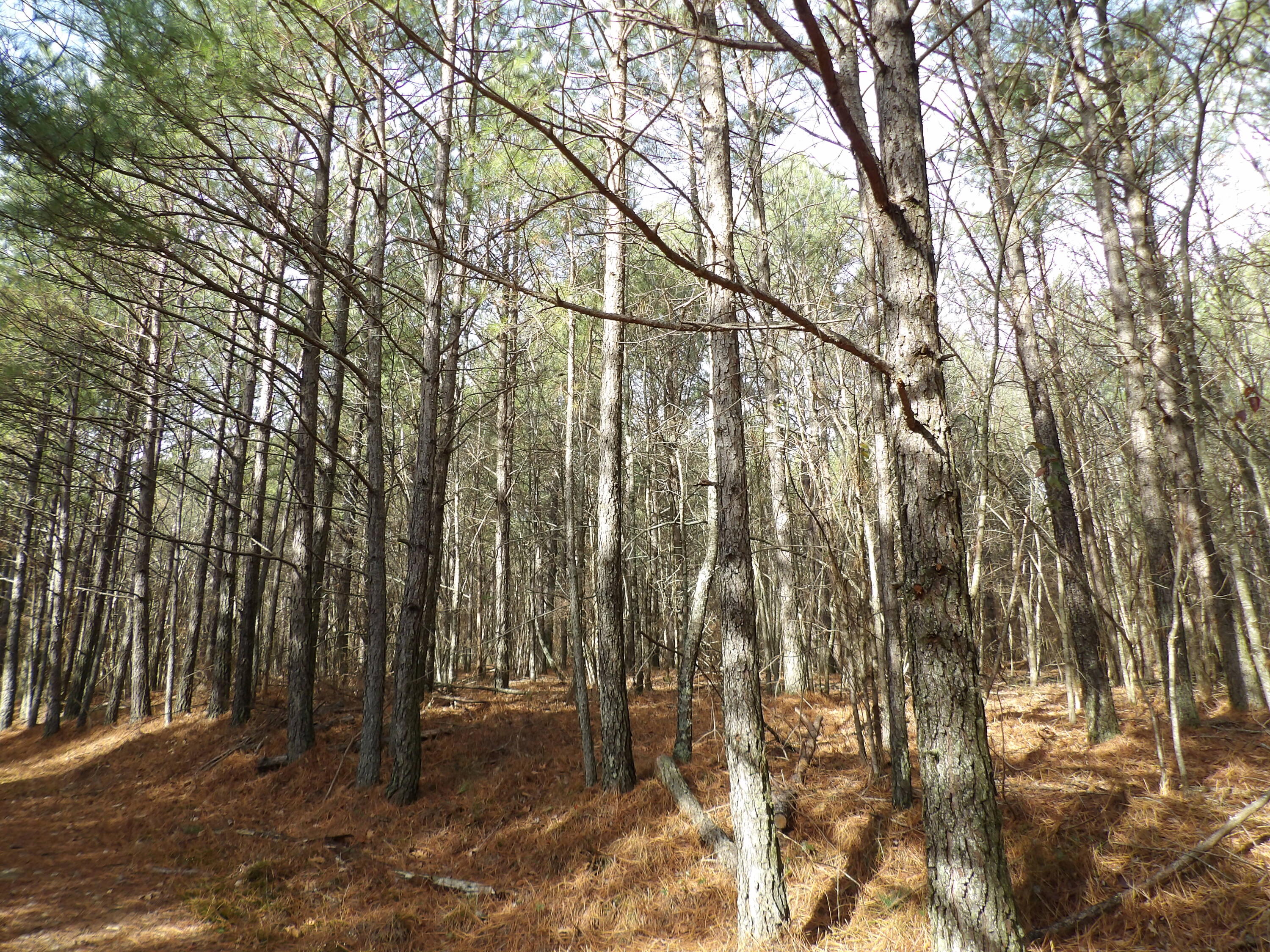 340 Randell Harris Road Pikeville, TN 37367 - Photo 21 of 36 100_2154 - Copy