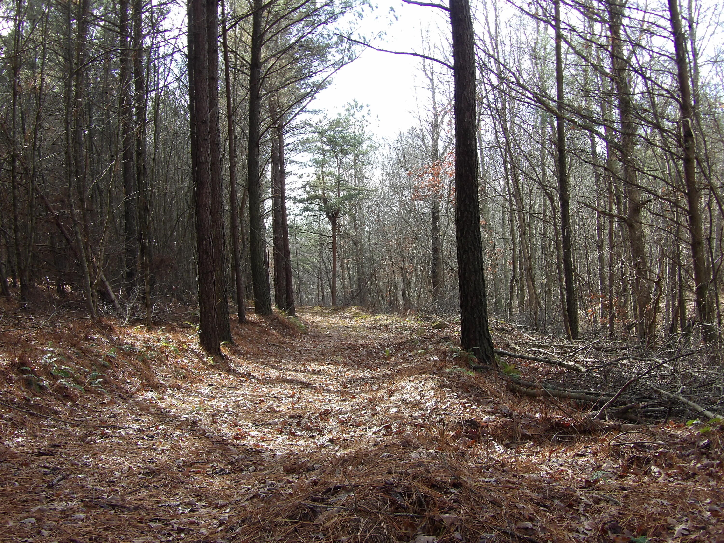 340 Randell Harris Road Pikeville, TN 37367 - Photo 24 of 36 100_2157 - Copy