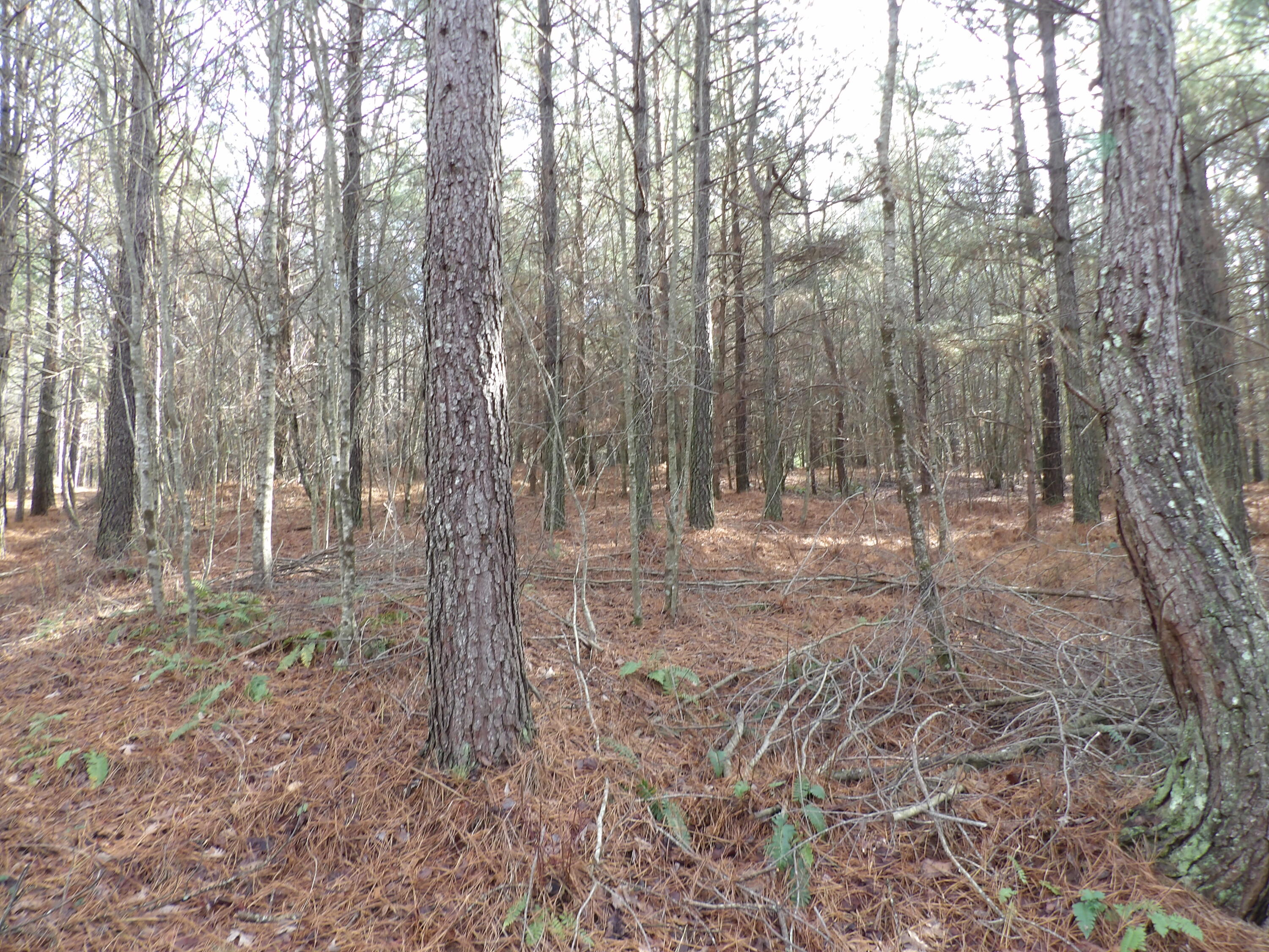 340 Randell Harris Road Pikeville, TN 37367 - Photo 25 of 36 100_2158 - Copy