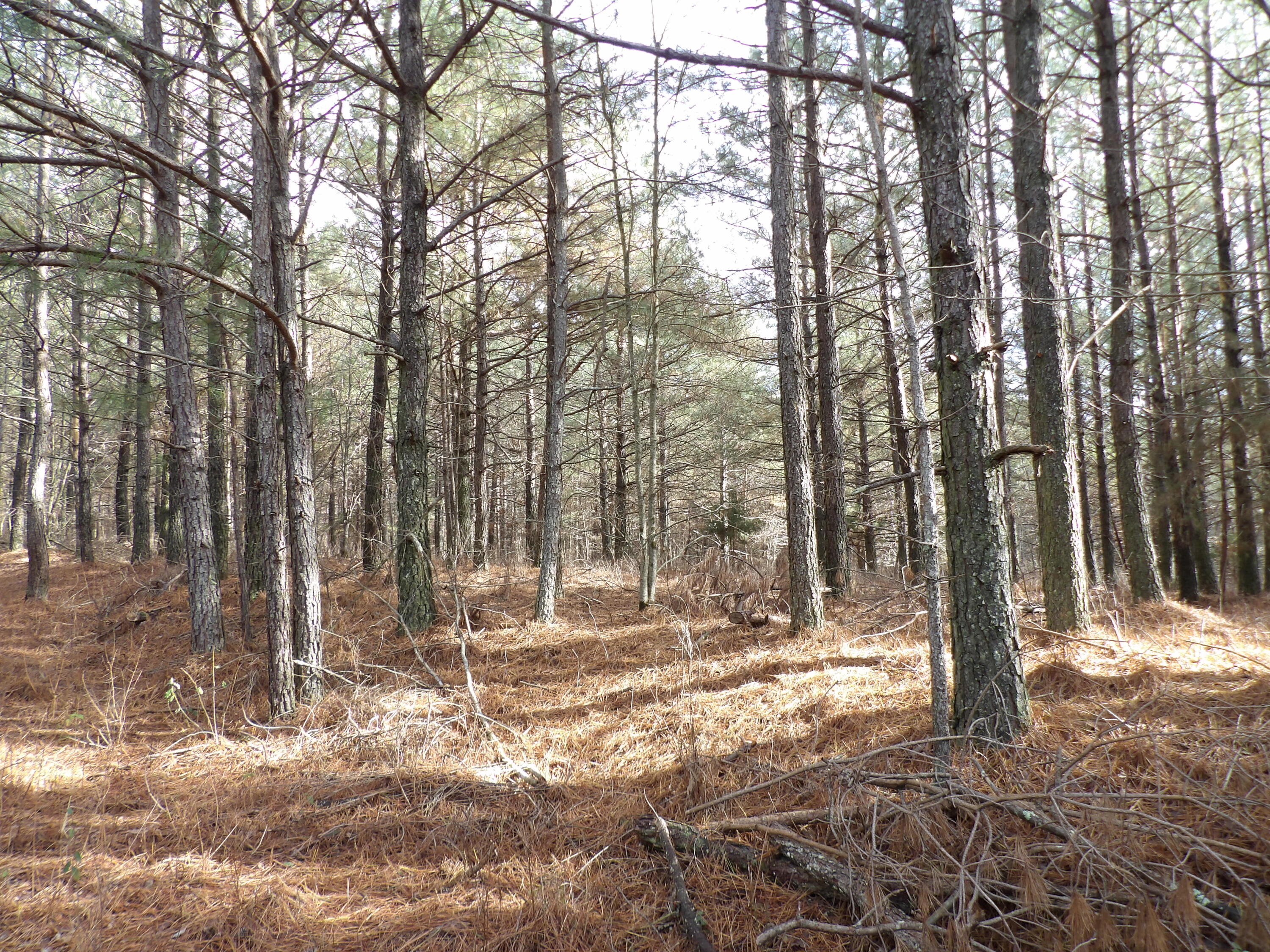 340 Randell Harris Road Pikeville, TN 37367 - Photo 29 of 36 100_2162 - Copy