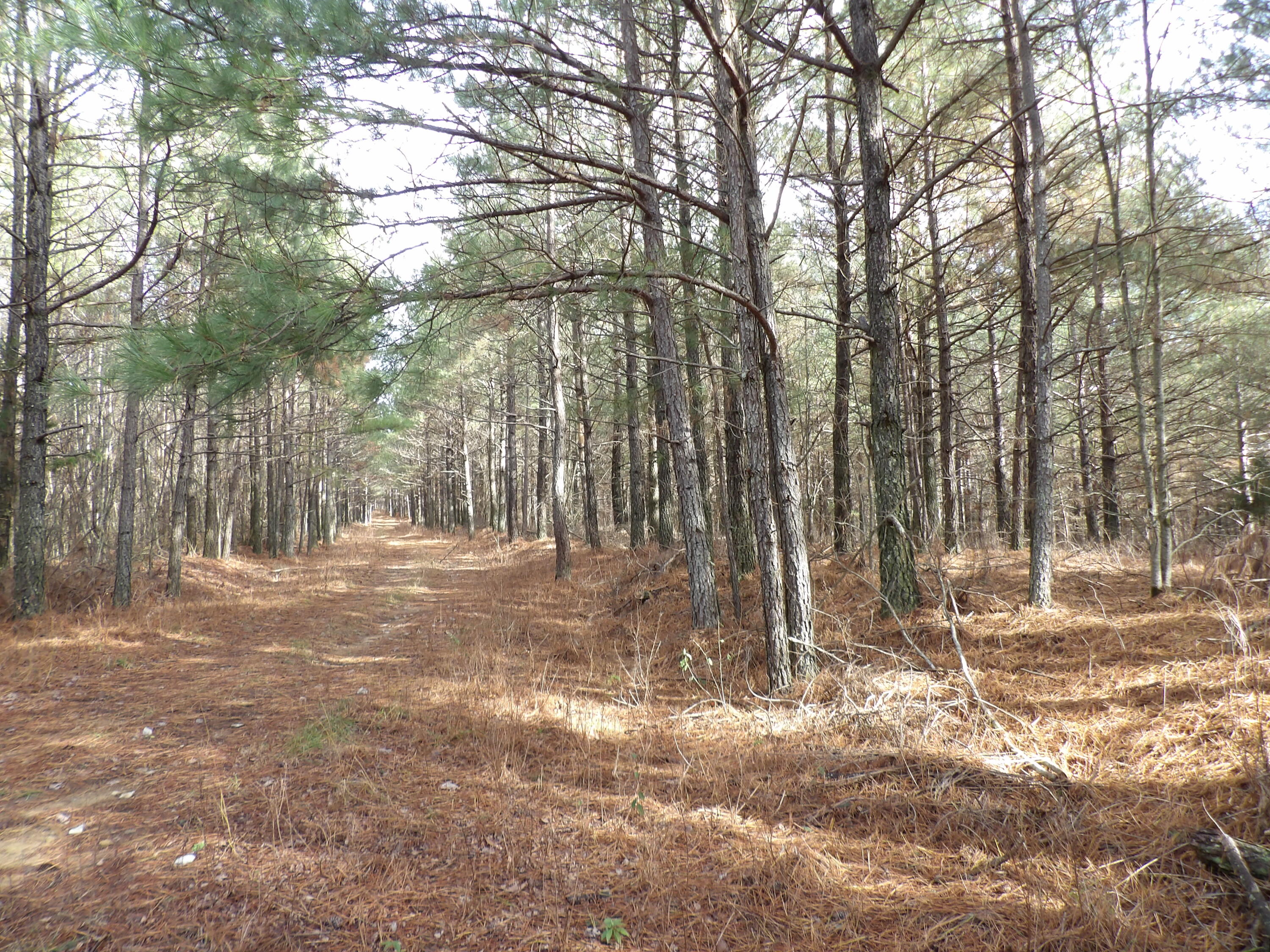 340 Randell Harris Road Pikeville, TN 37367 - Photo 30 of 36 100_2163 - Copy