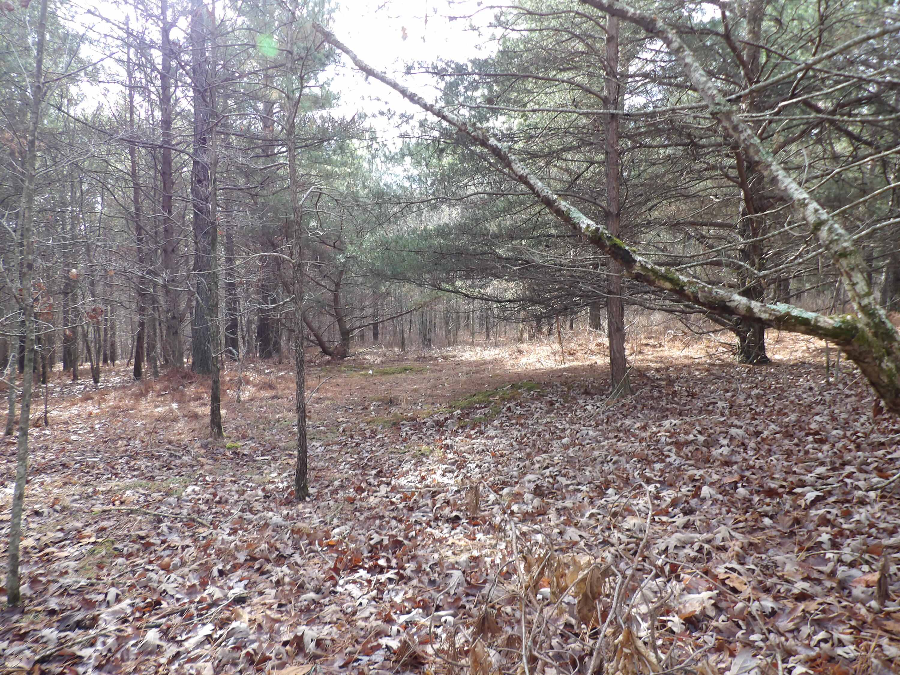 340 Randell Harris Road Pikeville, TN 37367 - Photo 31 of 36 100_2164 - Copy