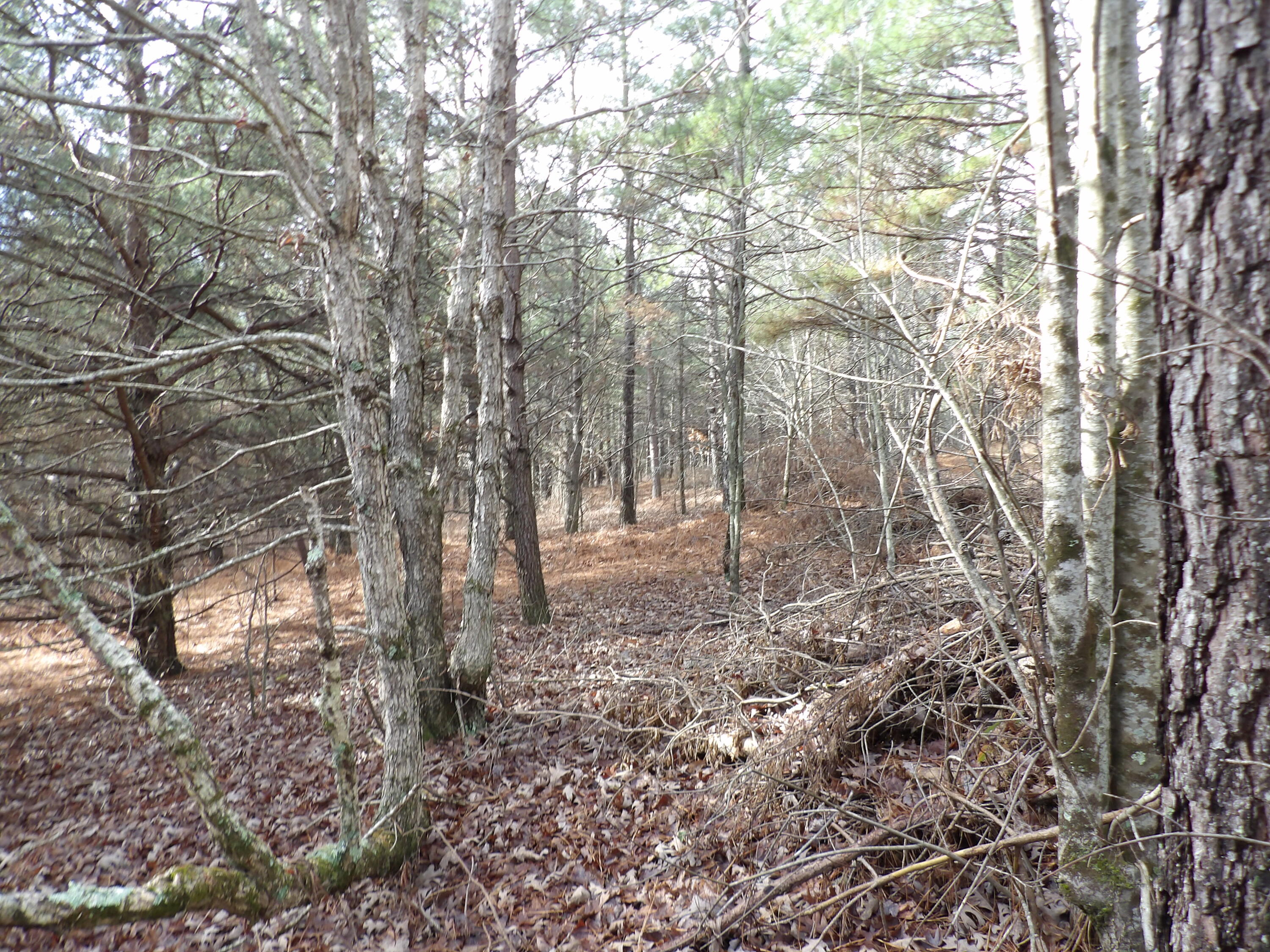 340 Randell Harris Road Pikeville, TN 37367 - Photo 33 of 36 100_2166