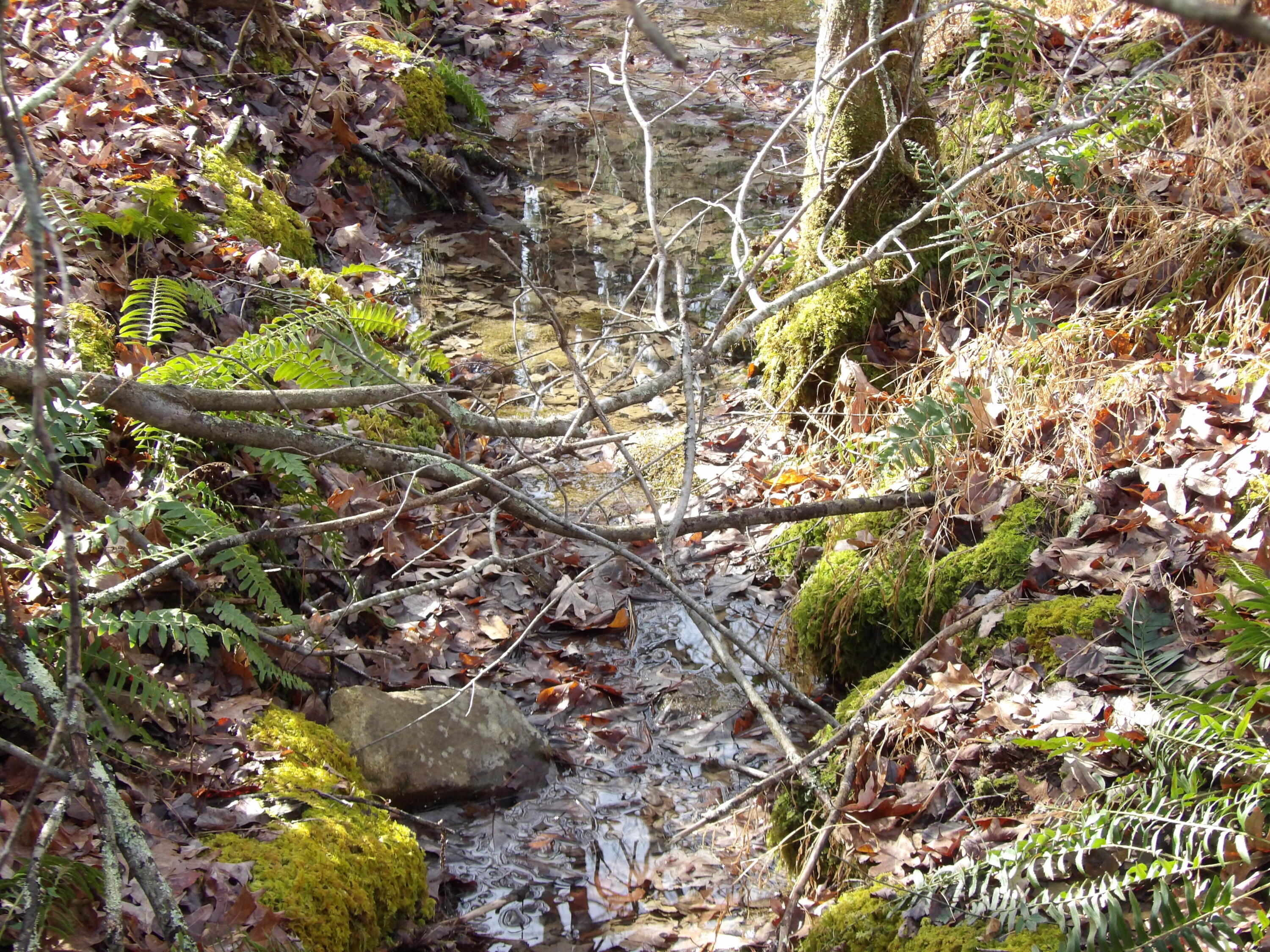 340 Randell Harris Road Pikeville, TN 37367 - Photo 6 of 36 100_2146 - Copy - Copy