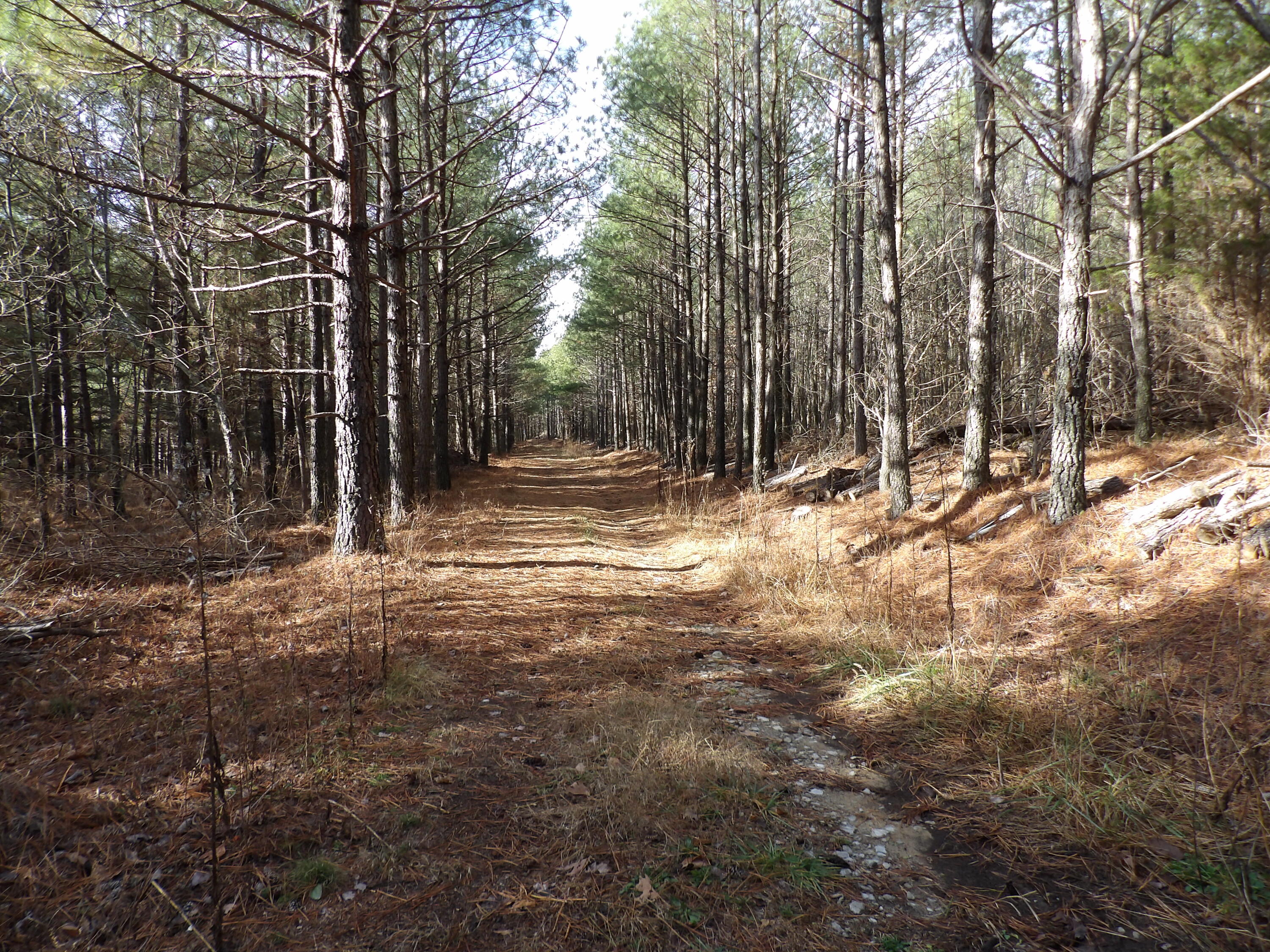 340 Randell Harris Road Pikeville, TN 37367 - Photo 7 of 36 100_2137 - Copy - Copy