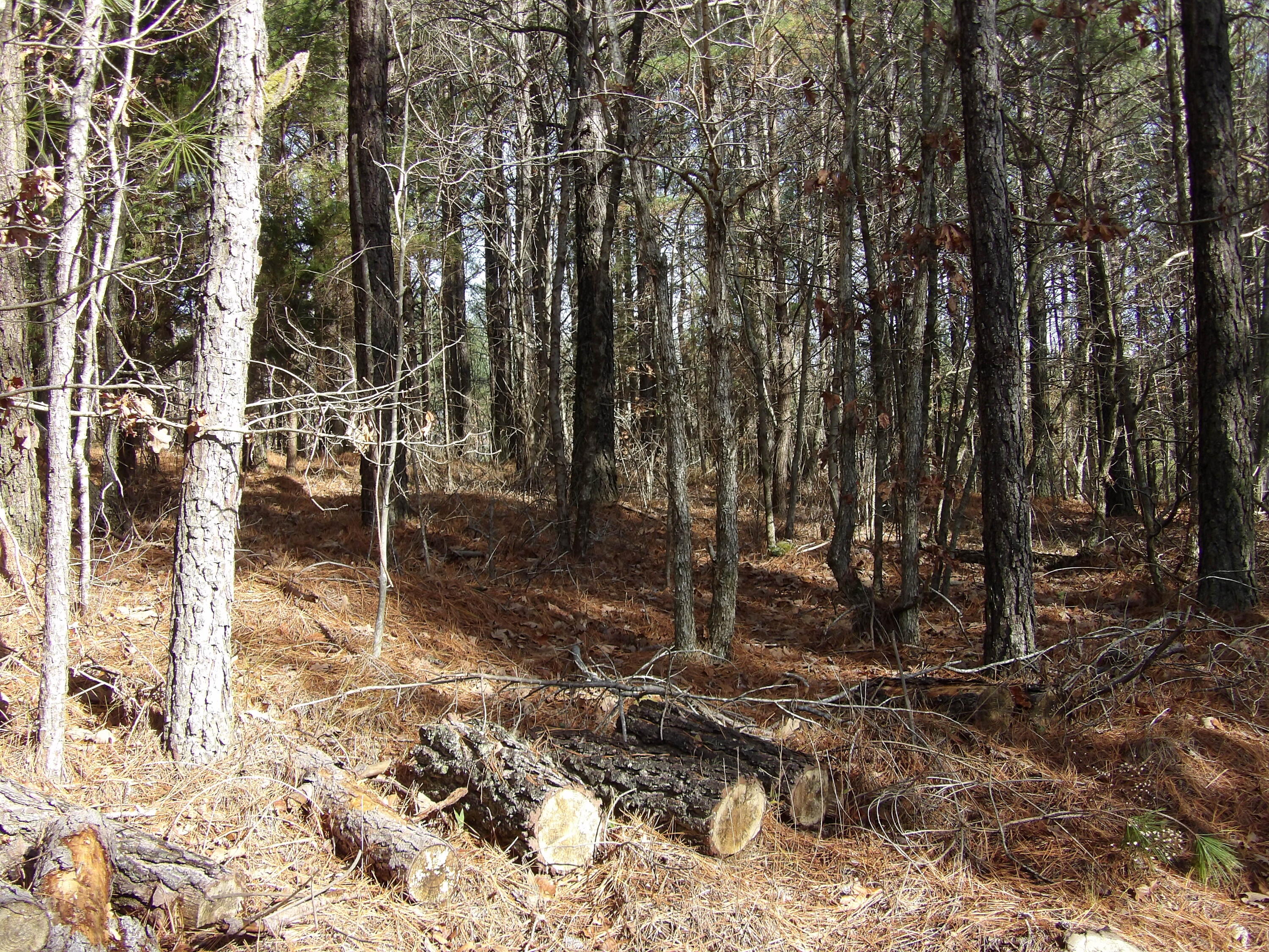 340 Randell Harris Road Pikeville, TN 37367 - Photo 8 of 36 100_2138 - Copy - Copy