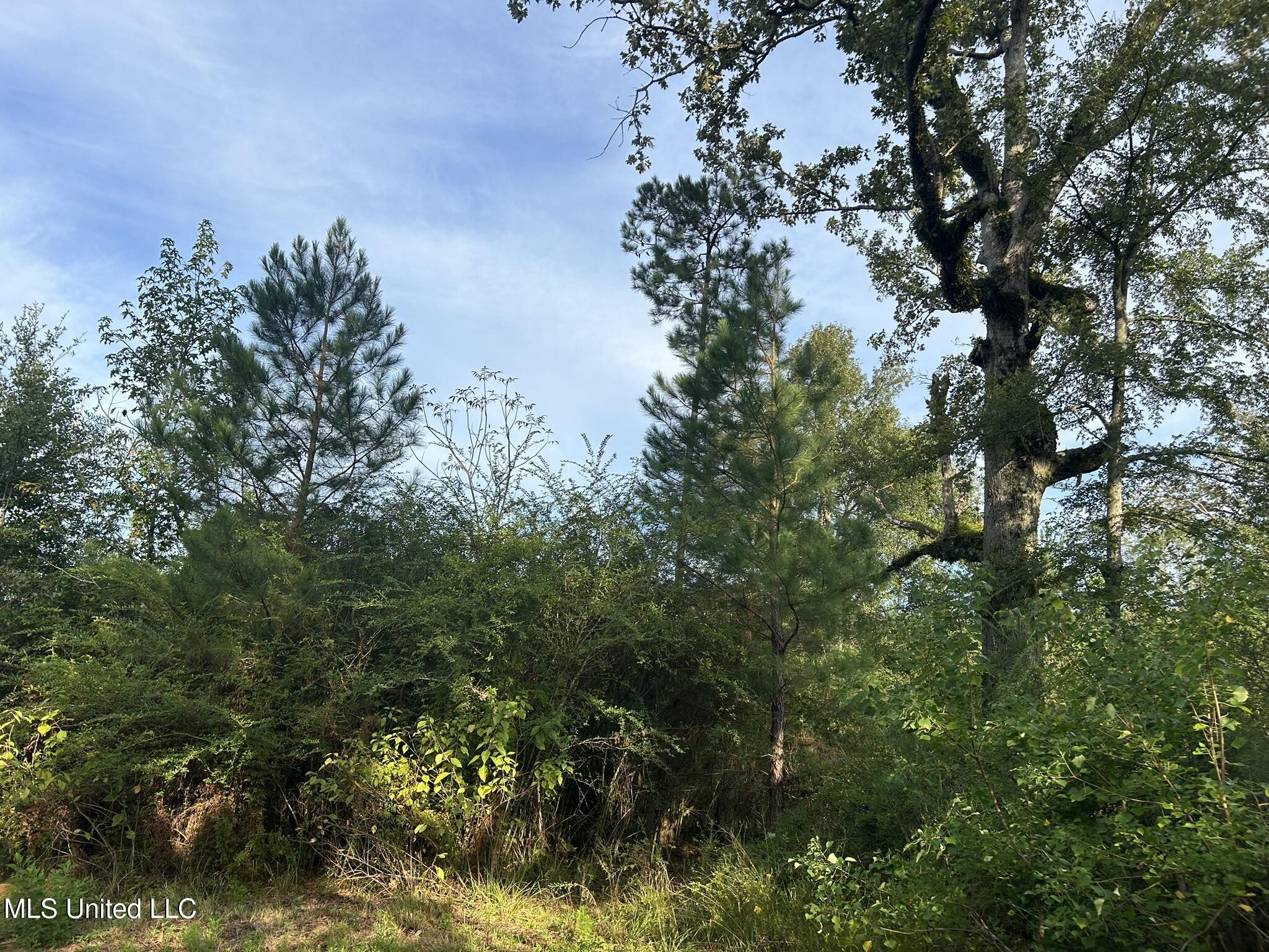 Tbd North Tbd N River Rd Summit Summit, MS 39666 - Photo 4 of 15 3A20501D-C22A-47A5-852E-73F333BD7099_1_1