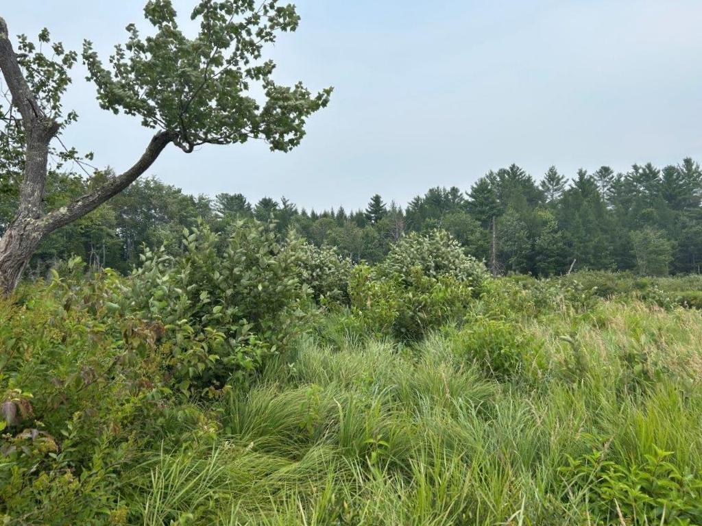 Lot 2 Kingfield Road New Vineyard, ME 04956 - Photo 13 of 20 IMG_6790