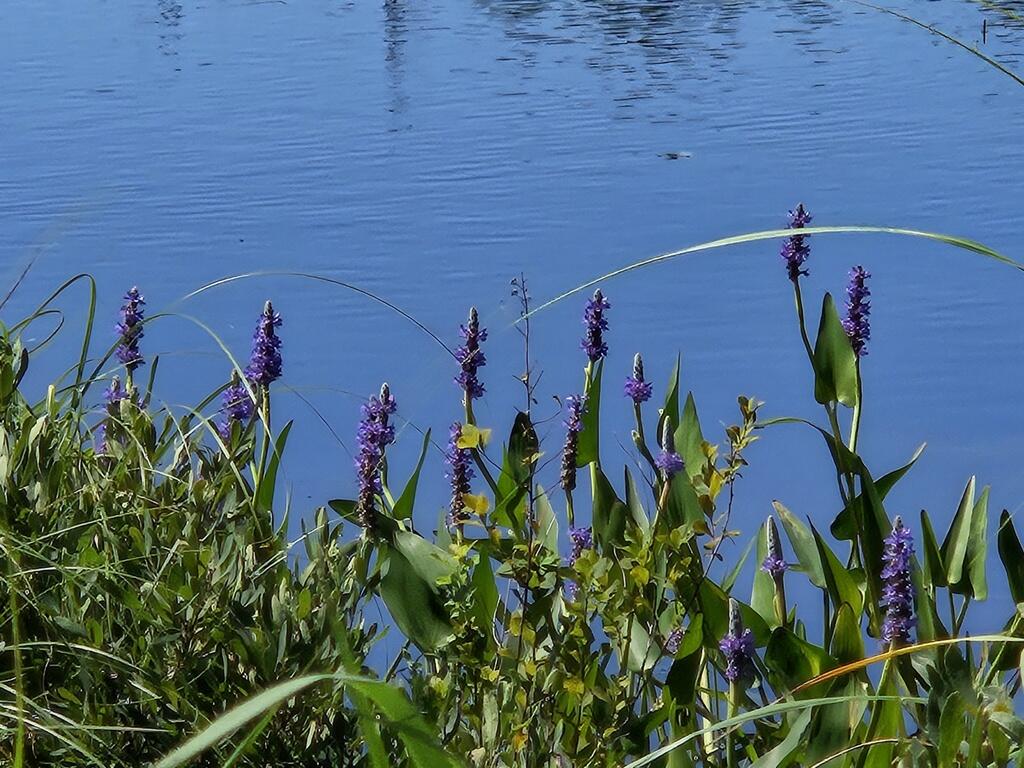 Lot 2 Kingfield Road New Vineyard, ME 04956 - Photo 17 of 20 20250718_105830