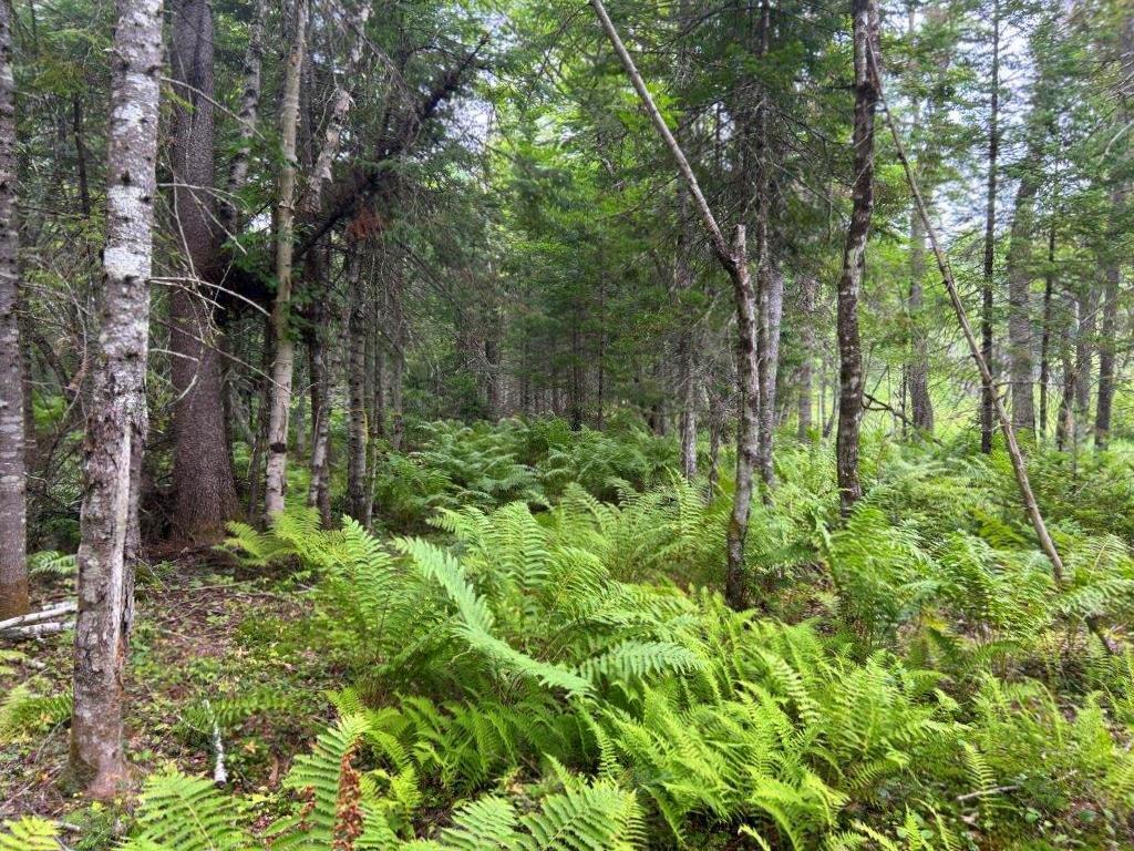 Lot 2 Kingfield Road New Vineyard, ME 04956 - Photo 18 of 20 IMG_6806