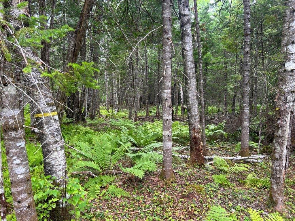 Lot 2 Kingfield Road New Vineyard, ME 04956 - Photo 19 of 20 IMG_6807