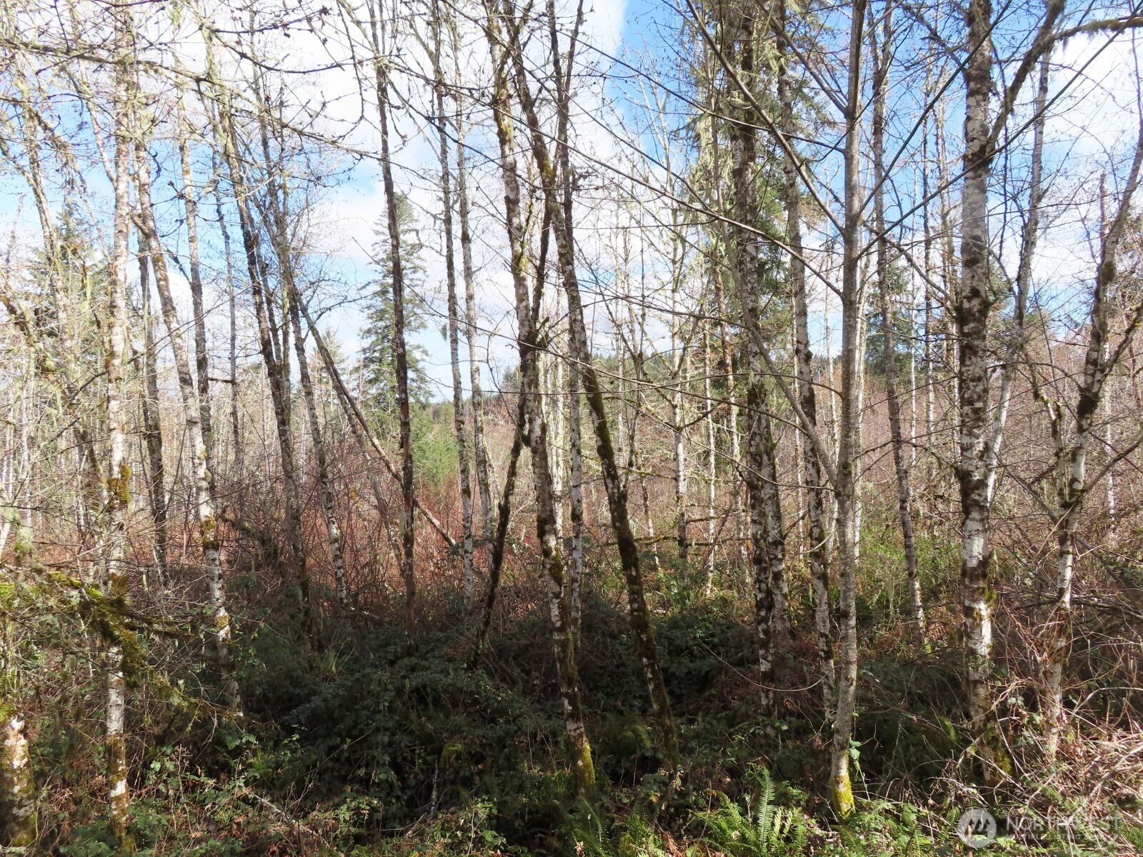 125 Oppelt Road Chehalis, WA 98532 - Photo 11 of 18 a view of forest