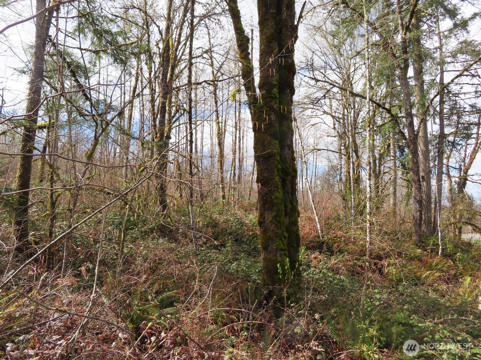 125 Oppelt Road Chehalis, WA 98532 - Photo 13 of 18 a view of a yard with trees