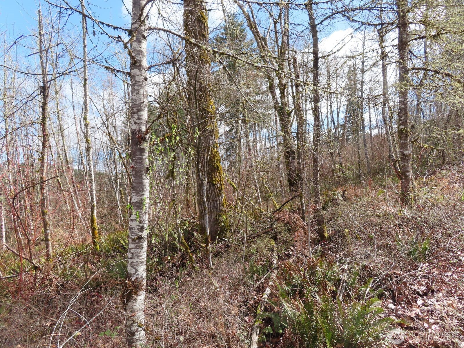 125 Oppelt Road Chehalis, WA 98532 - Photo 15 of 18 a view of a yard with lots of bushes