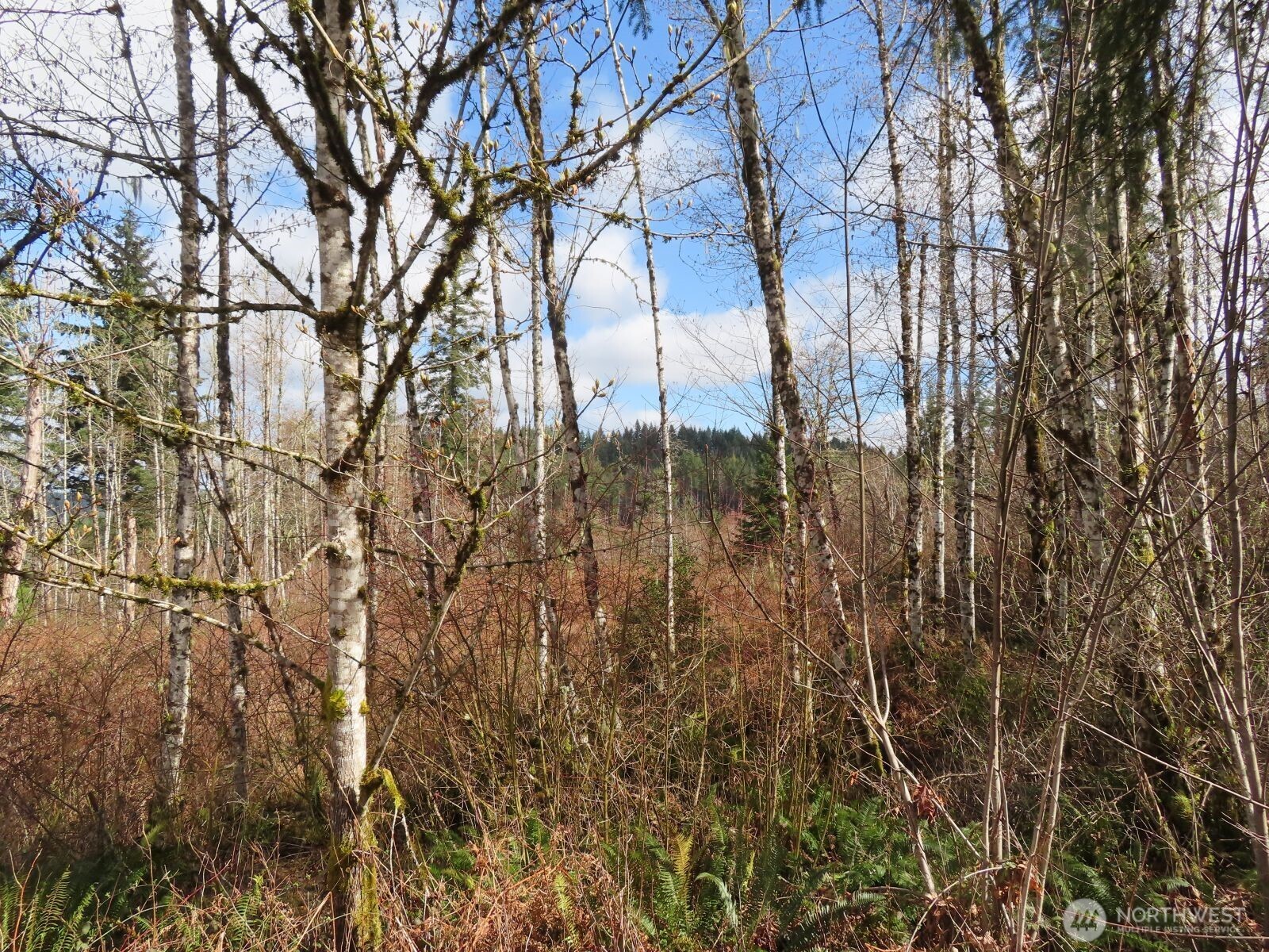 125 Oppelt Road Chehalis, WA 98532 - Photo 15 of 21 a view of a yard of the house