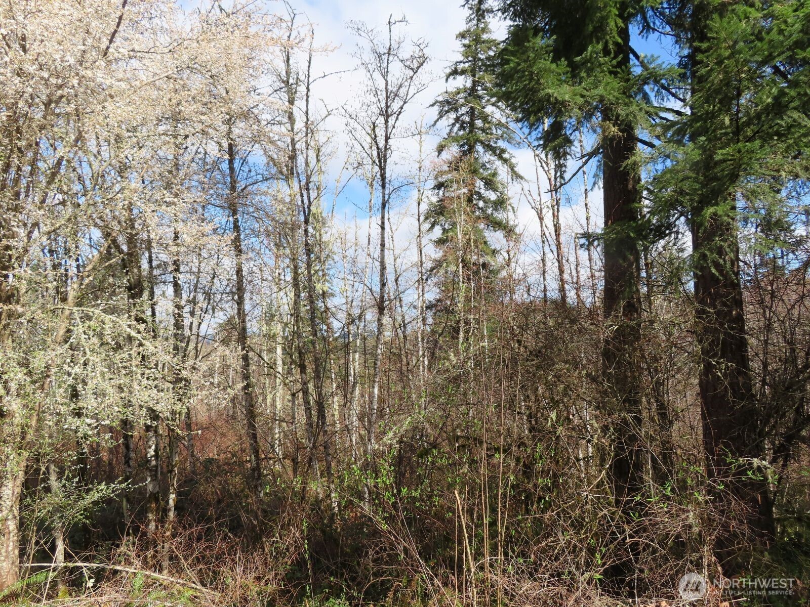 125 Oppelt Road Chehalis, WA 98532 - Photo 17 of 18 a view of forest