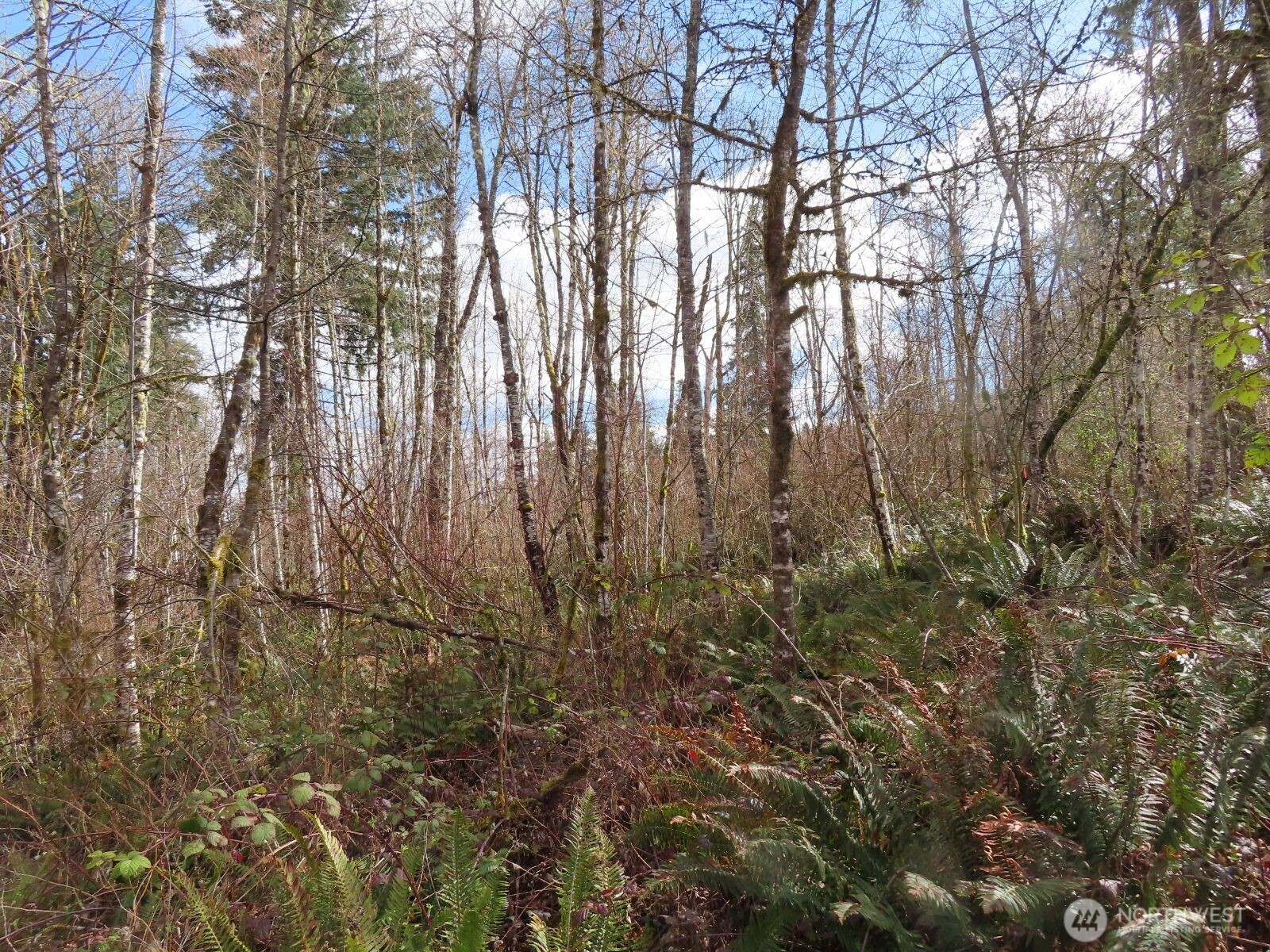 125 Oppelt Road Chehalis, WA 98532 - Photo 19 of 21 a view of forest