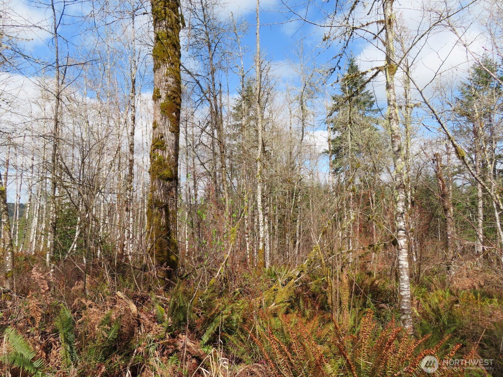 125 Oppelt Road Chehalis, WA 98532 - Photo 2 of 21 a view of forest