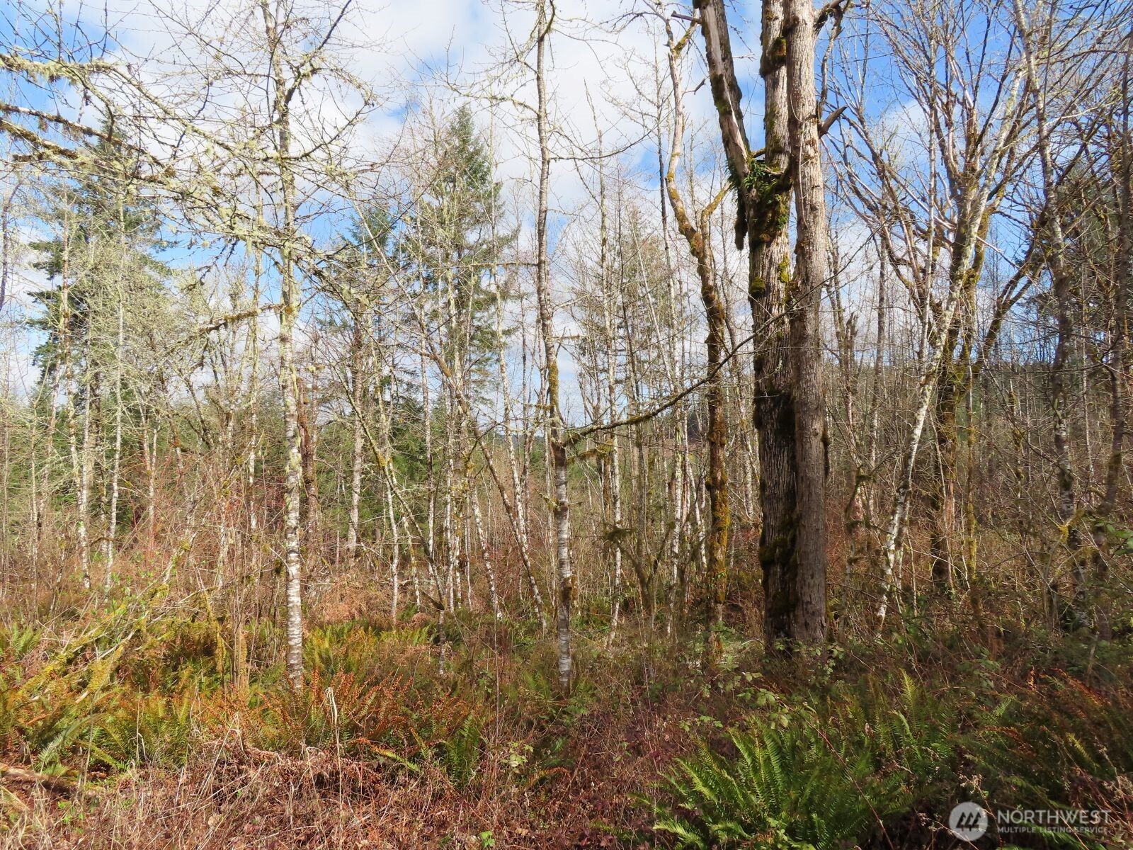 125 Oppelt Road Chehalis, WA 98532 - Photo 4 of 21