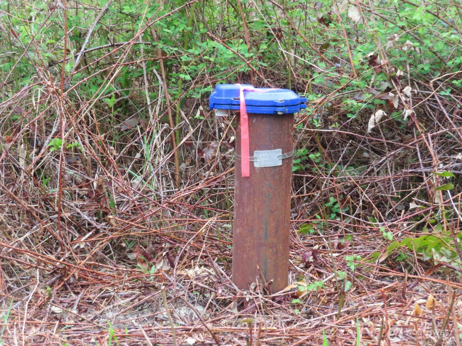 125 Oppelt Road Chehalis, WA 98532 - Photo 5 of 21 a fire hydrant in a forest
