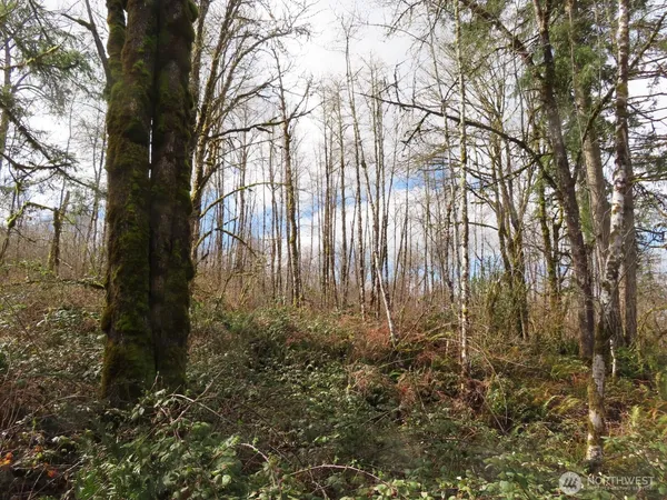 a view of forest
