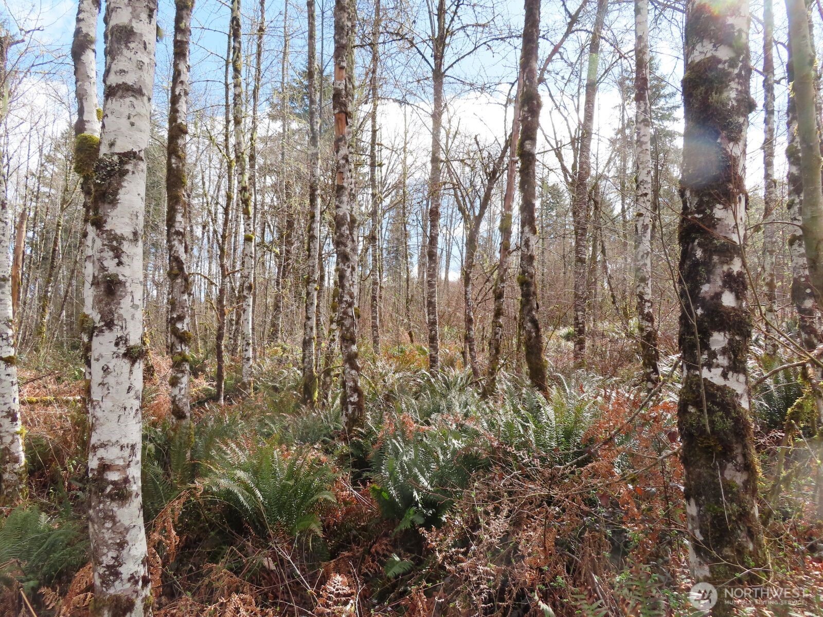 125 Oppelt Road Chehalis, WA 98532 - Photo 8 of 18 a view of forest