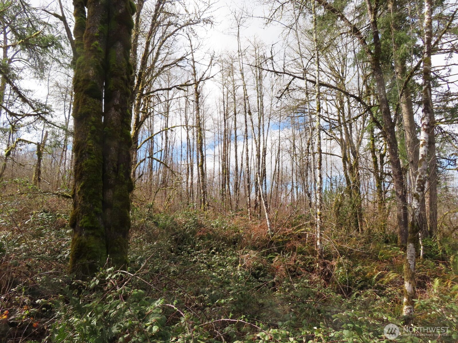 125 Oppelt Road Chehalis, WA 98532 - Photo 8 of 21 a view of backyard of a house