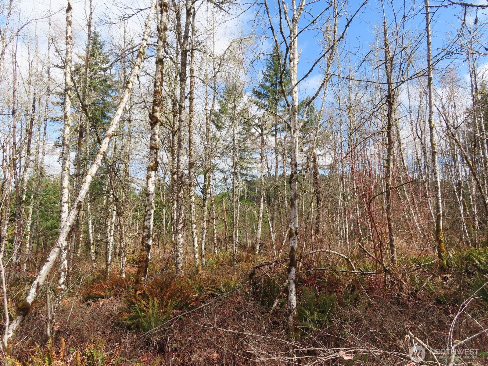 125 Oppelt Road Chehalis, WA 98532 - Photo 9 of 21 a view of forest
