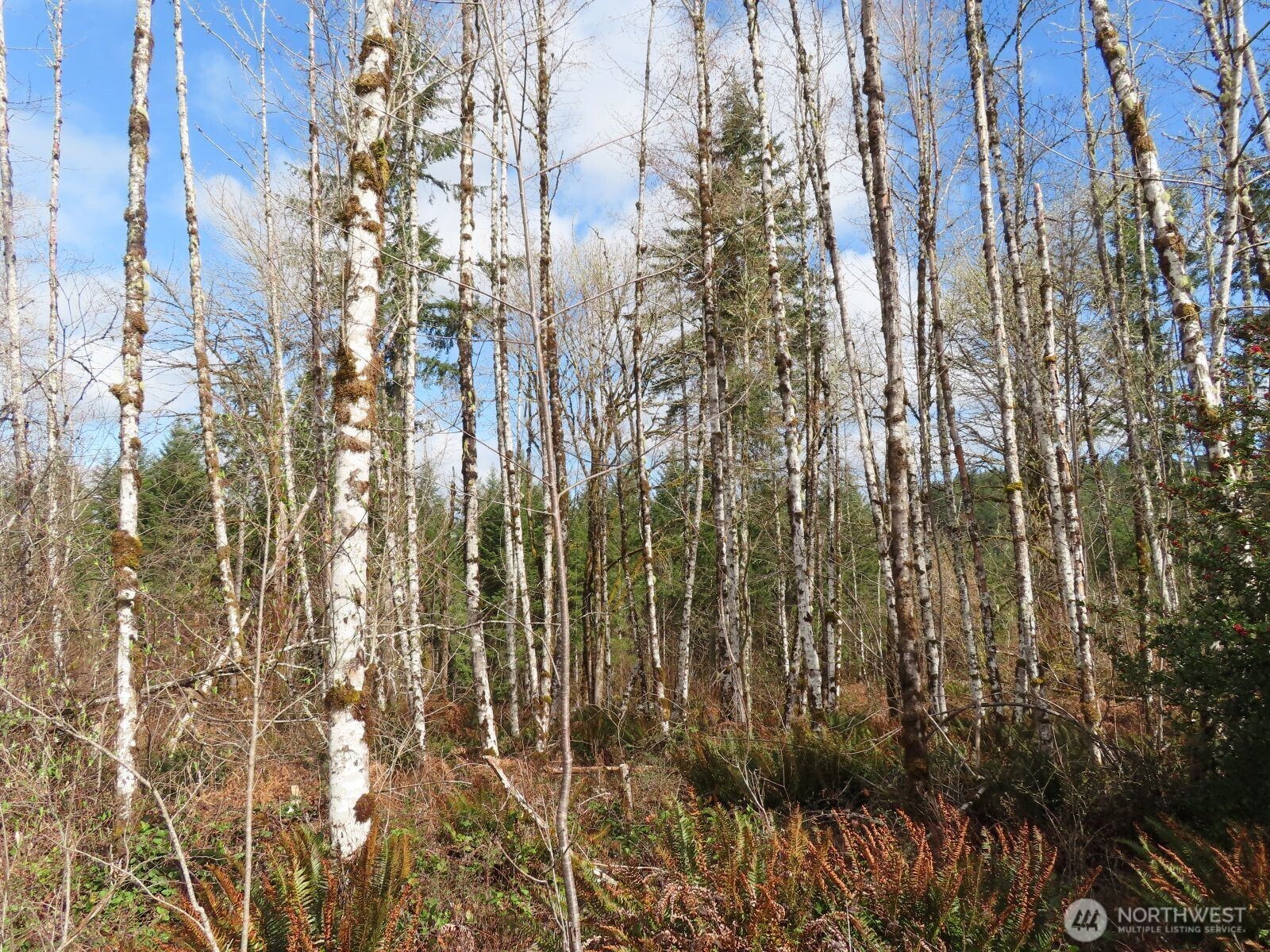 125 Oppelt Road Chehalis, WA 98532 - Photo 9 of 18 a view of residential houses with trees