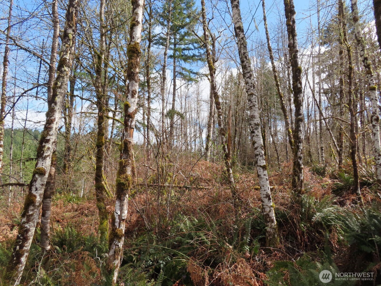 125 Oppelt Road Chehalis, WA 98532 - Photo 10 of 21 a view of forest