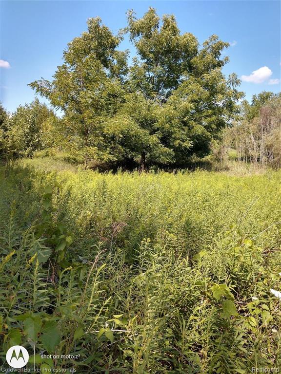 Vl Quackenbush Road Reading, MI 49274 - Photo 4 of 6