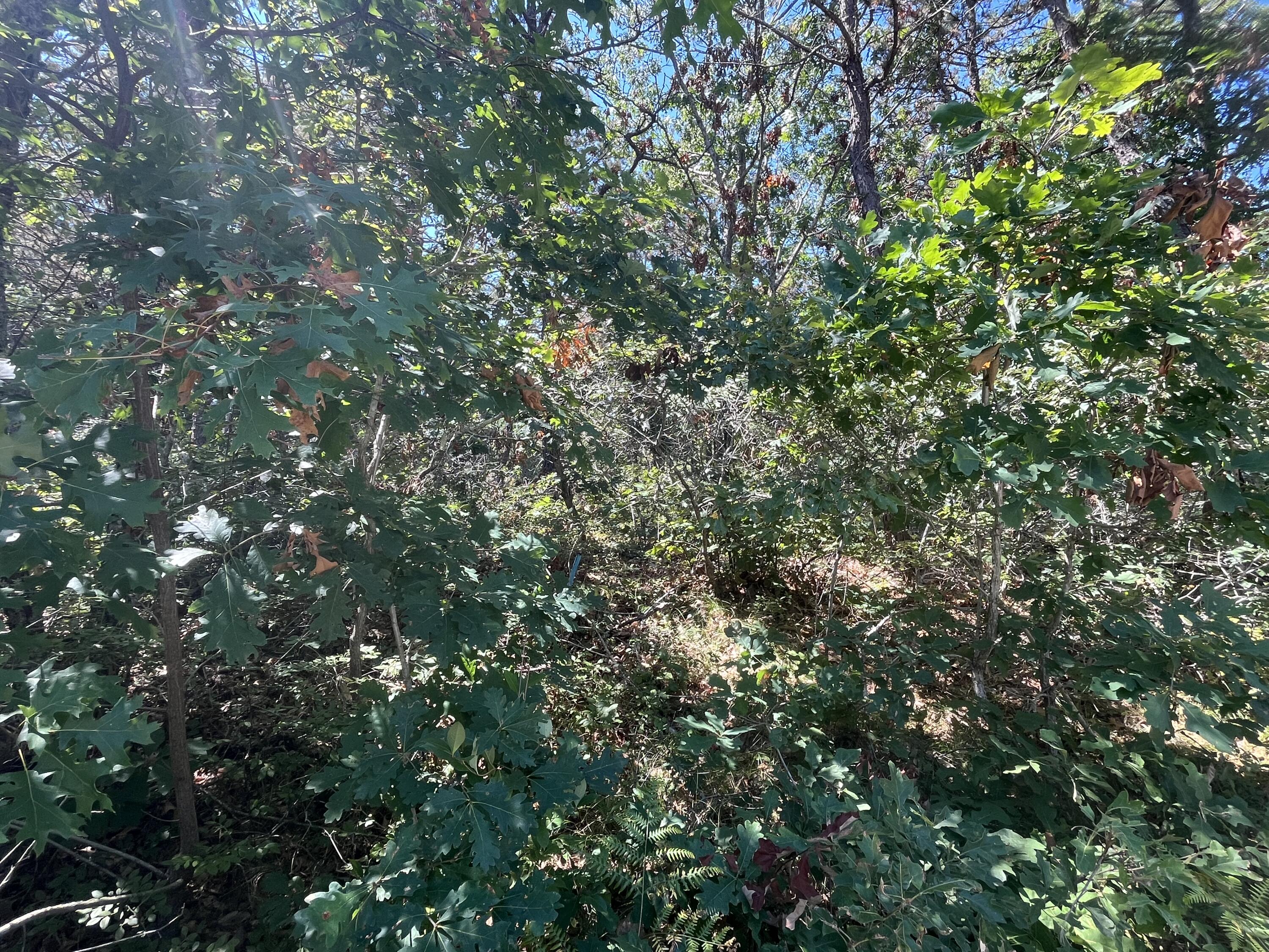 10 Shadbush Circle Mashpee, MA 02649 - Photo 11 of 12 IMG_9307