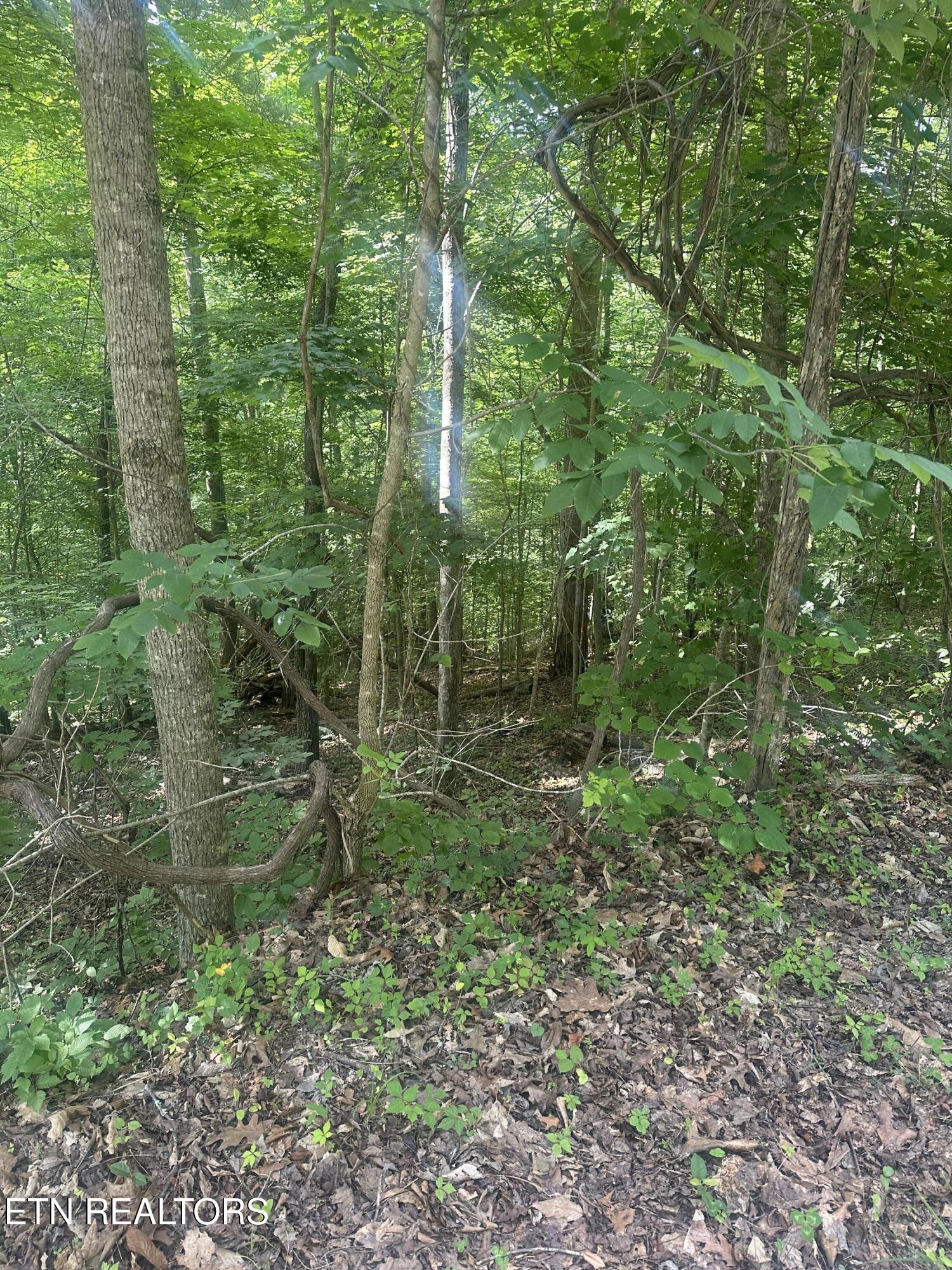 Hiwassee View Jacksboro, TN 37757 - Photo 2 of 16 jacksboro 1