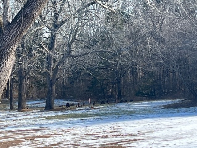 13841 Cainsville Road Lebanon, TN 37090 - Photo 75 of 81