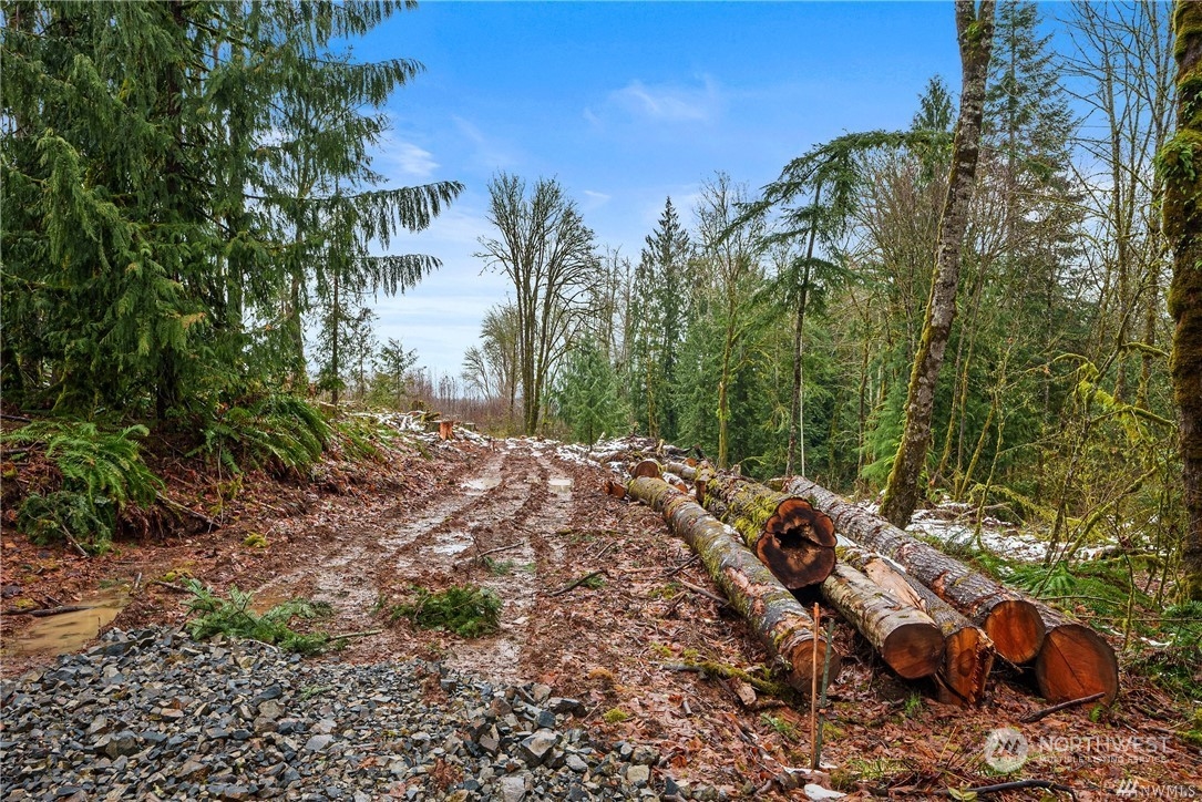 a view of a yard with plants and trees
