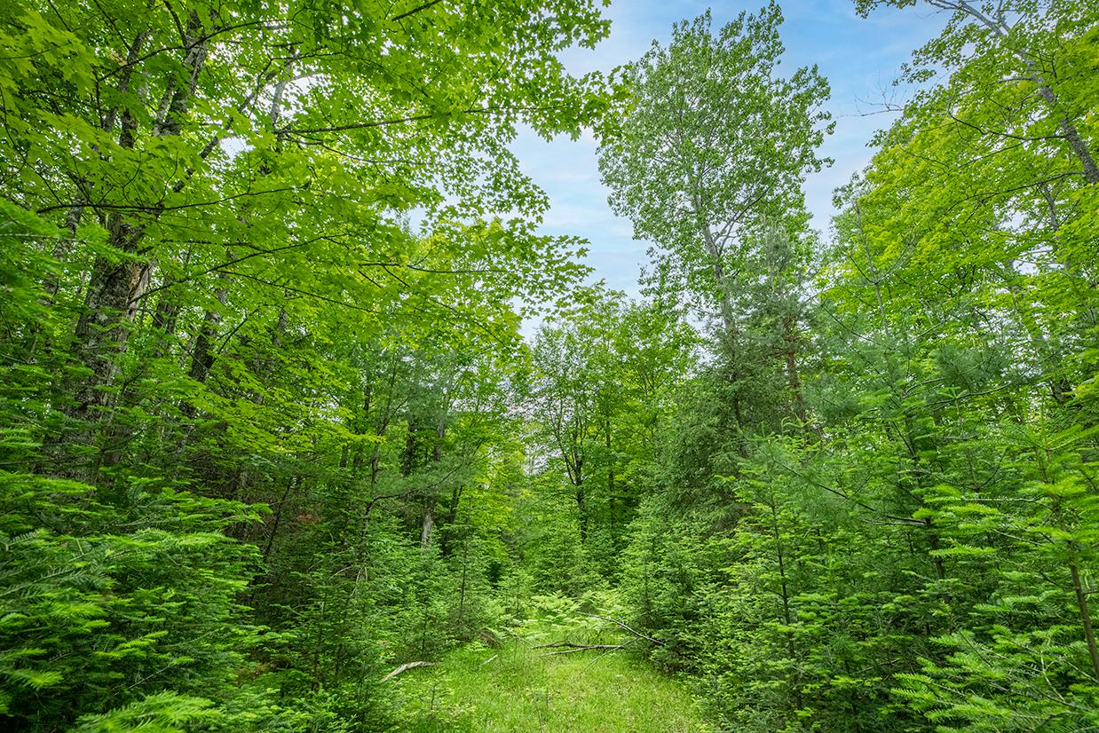 Off Monheim Road Conover, WI 54519 - Photo 5 of 28 Gallery Image 5