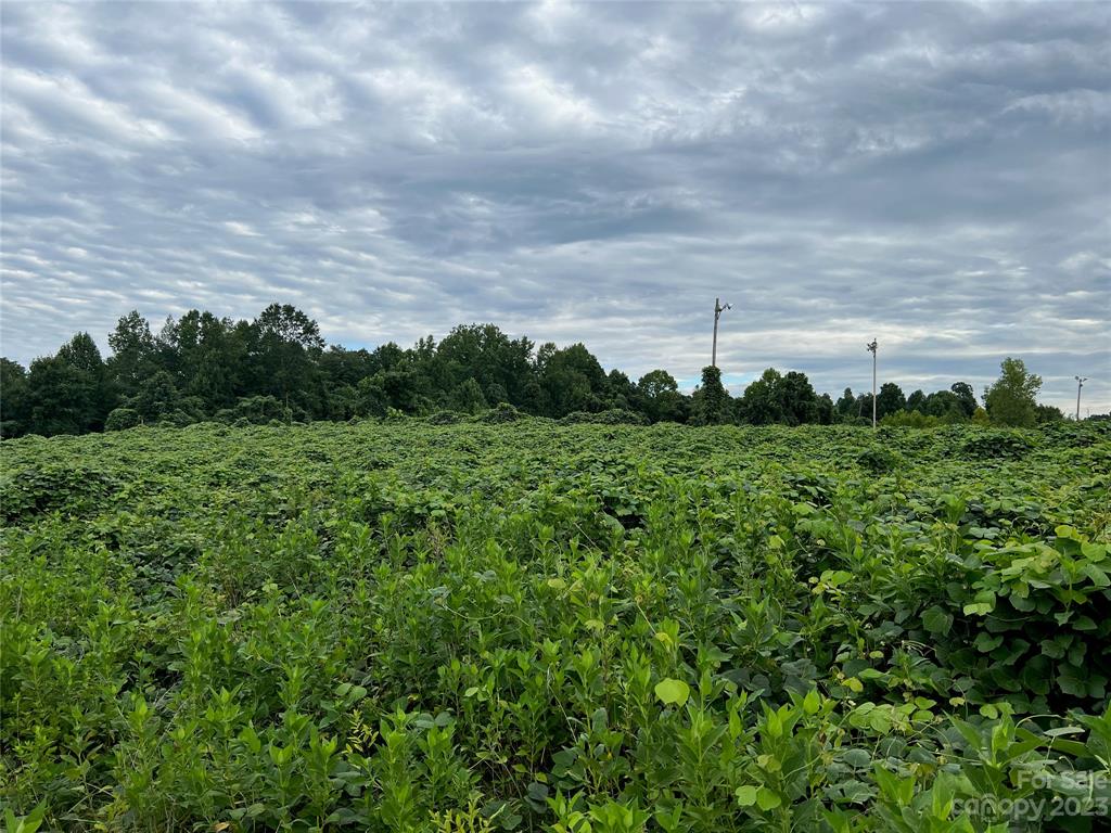 0 Racepath Church Road Mooresboro, NC 28114 - Photo 13 of 15 a view of a bunch of trees