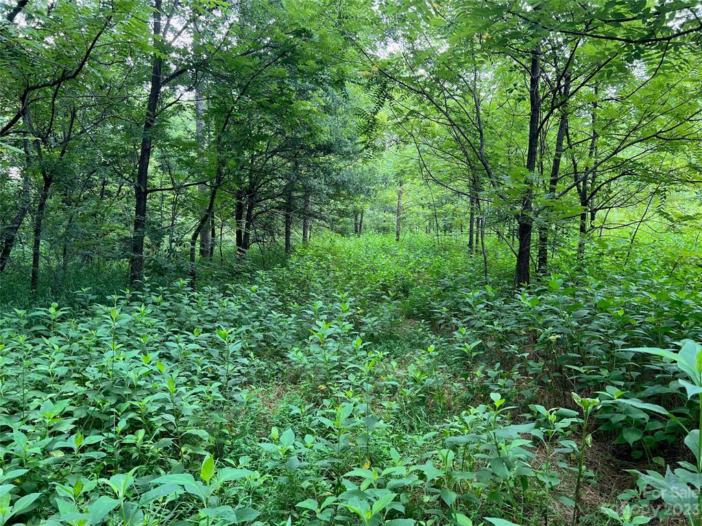 0 Racepath Church Road Mooresboro, NC 28114 - Photo 3 of 15 a view of a lush green forest