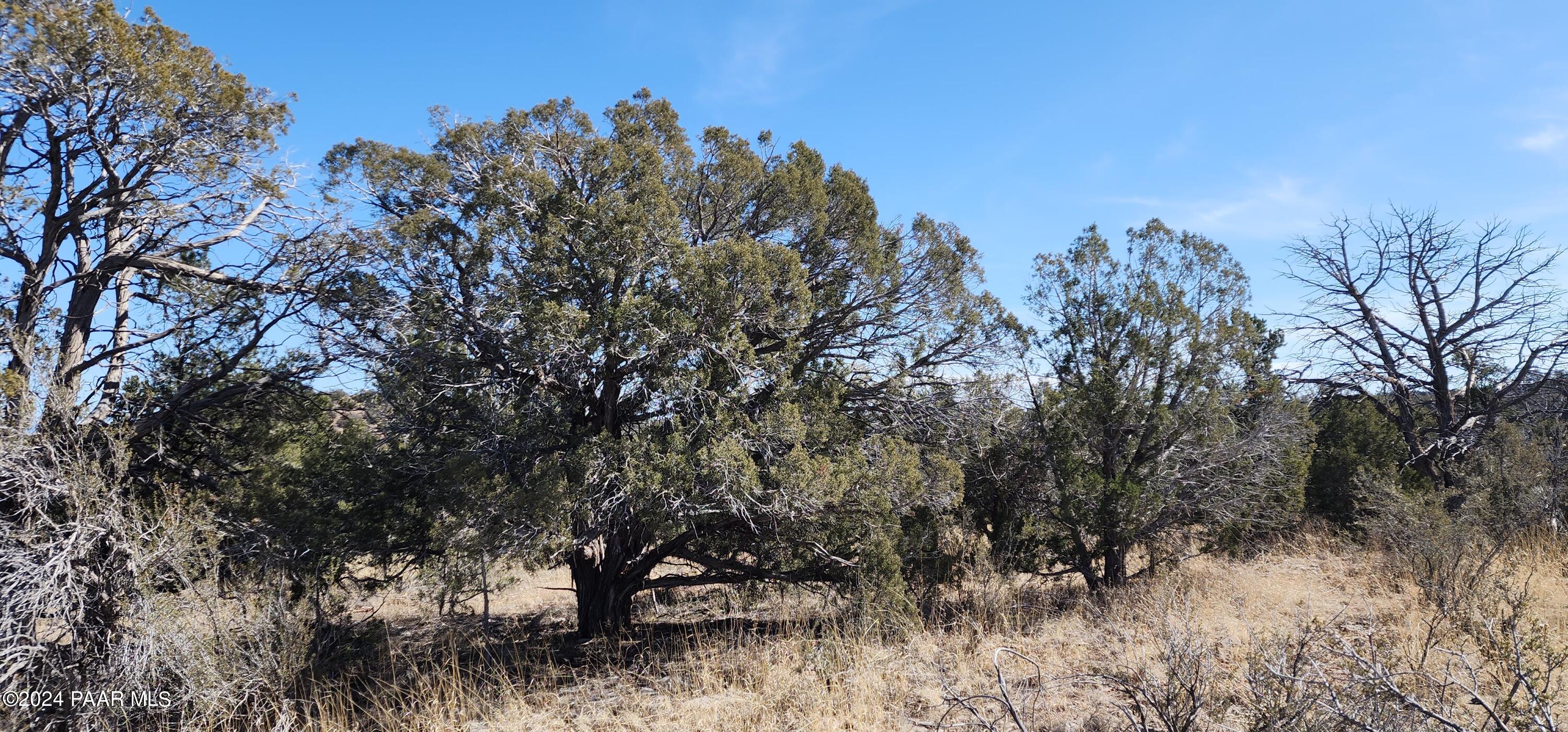 0 Arizona Road Ash Fork, AZ 86320 - Photo 3 of 3 a view of a forest