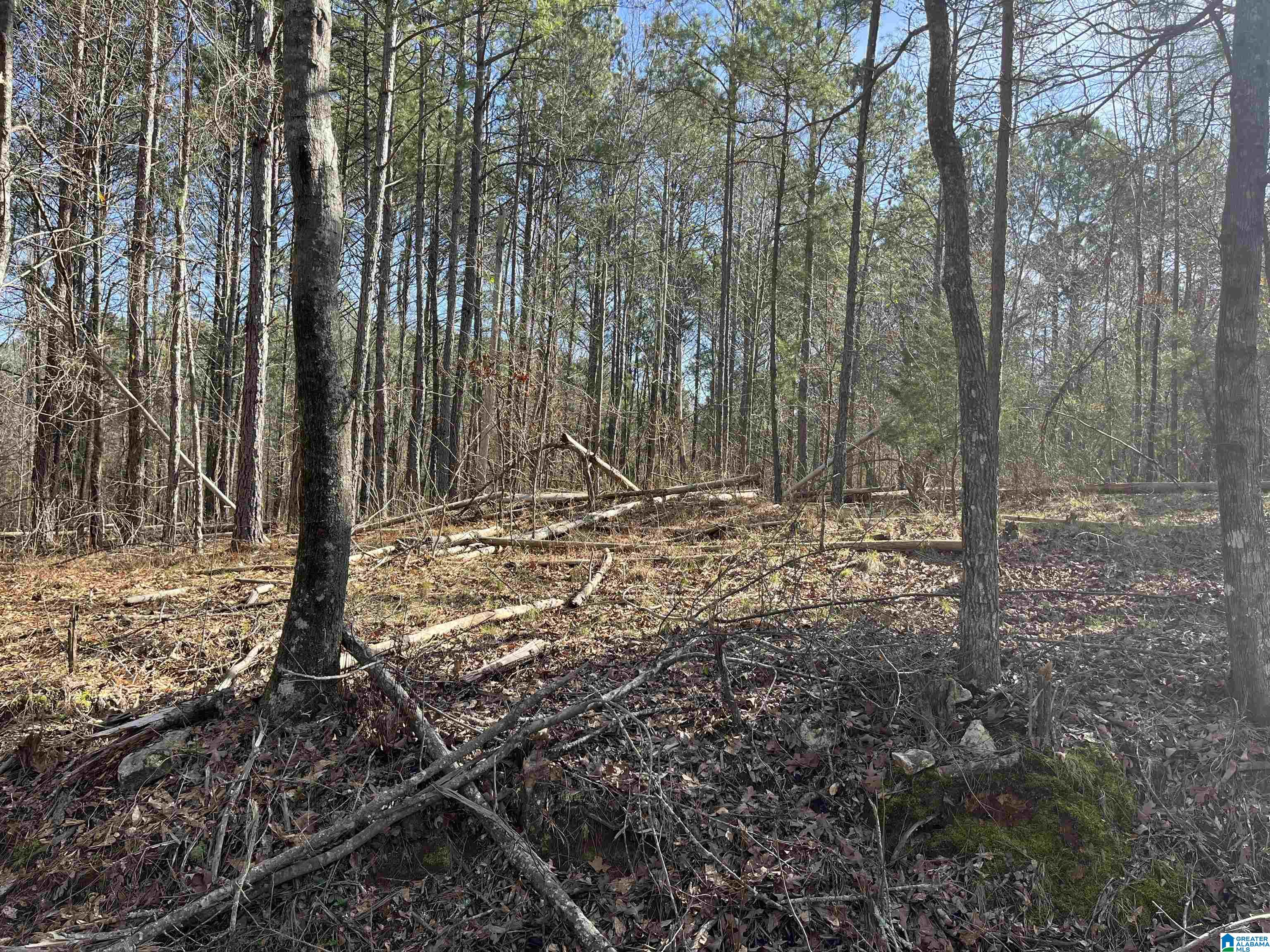 0 Tidwell Circle Remlap, AL 35133 - Photo 4 of 5