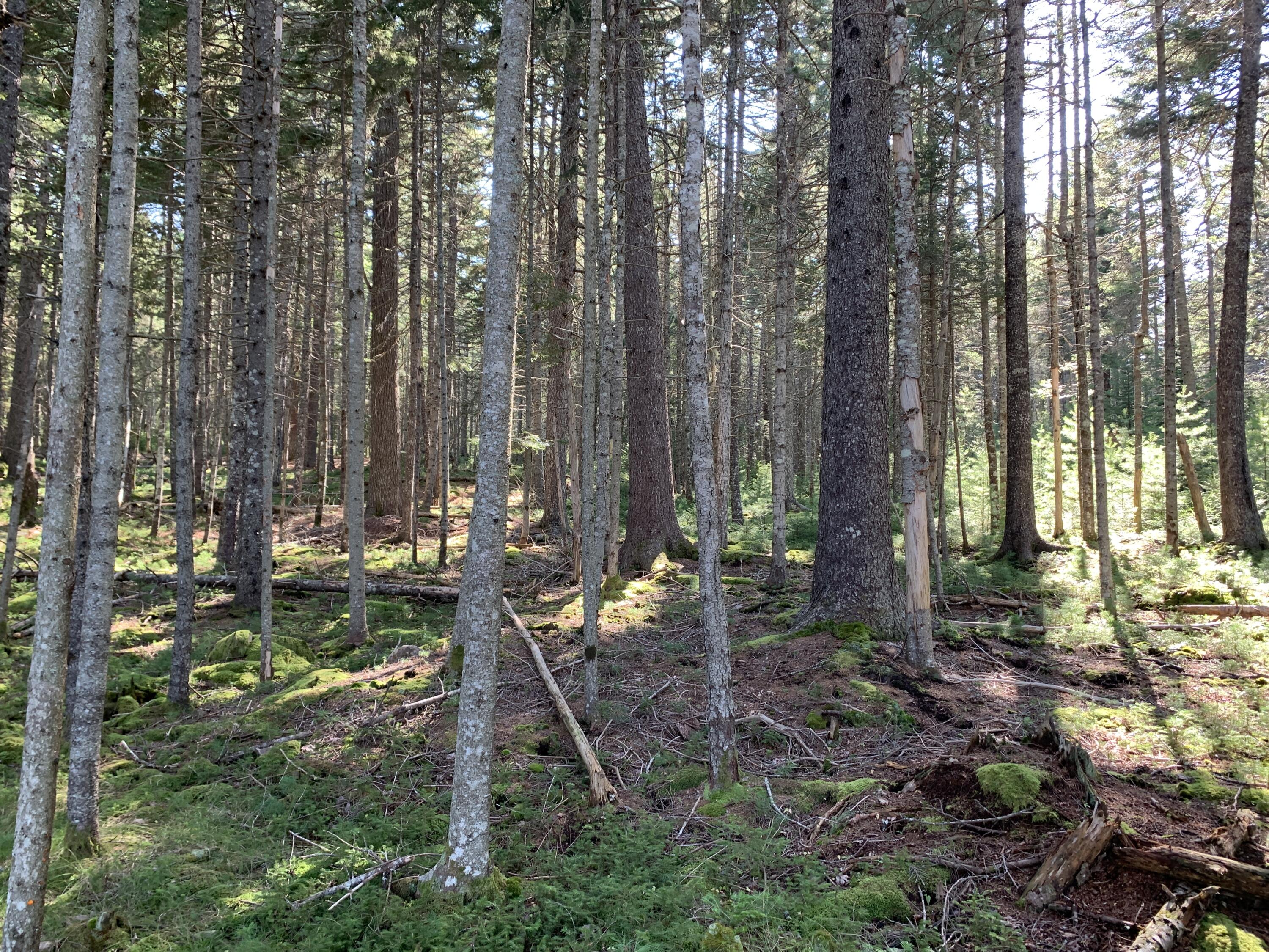 Lot B Lakeside Road Mount Desert, ME 04660 - Photo 28 of 32 IMG_6287