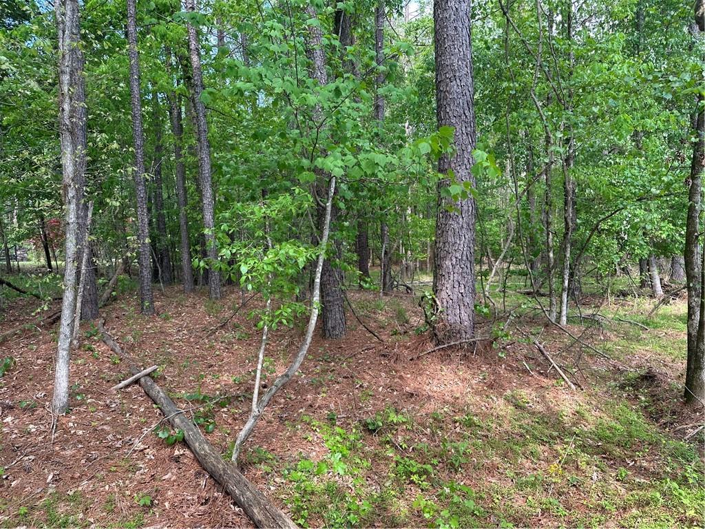 106 Nelson Boulevard Northwest Rome, GA 30165 - Photo 9 of 14 a view of a forest filled with trees