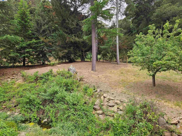 a view of a yard with plants and trees