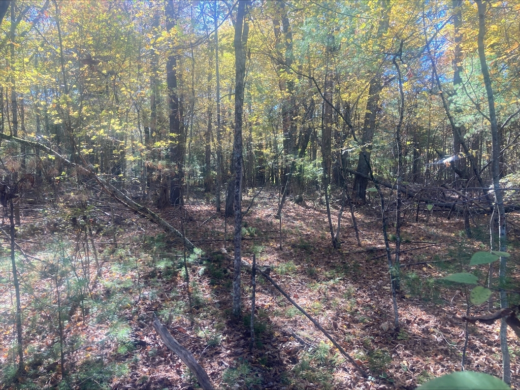 0 Yew Street Douglas, MA 01516 - Photo 11 of 13 a view of a forest with trees